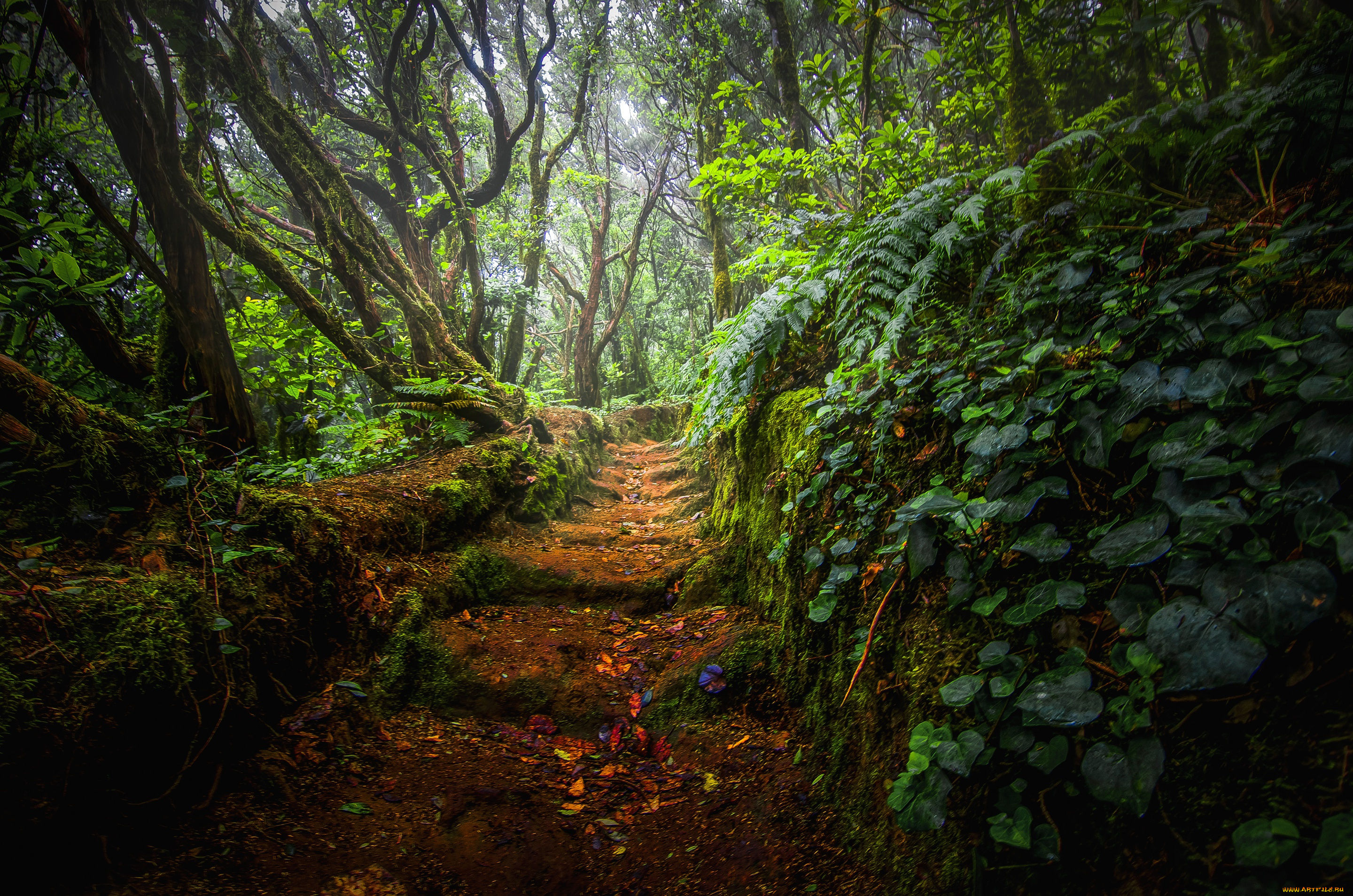 природа, дороги, тропинка, лес