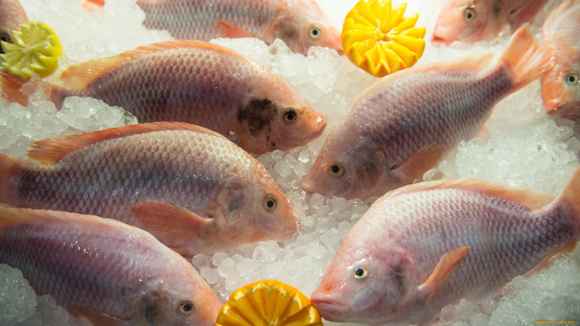 еда, рыба, , морепродукты, , суши, , роллы, лед, апельсины, свежая