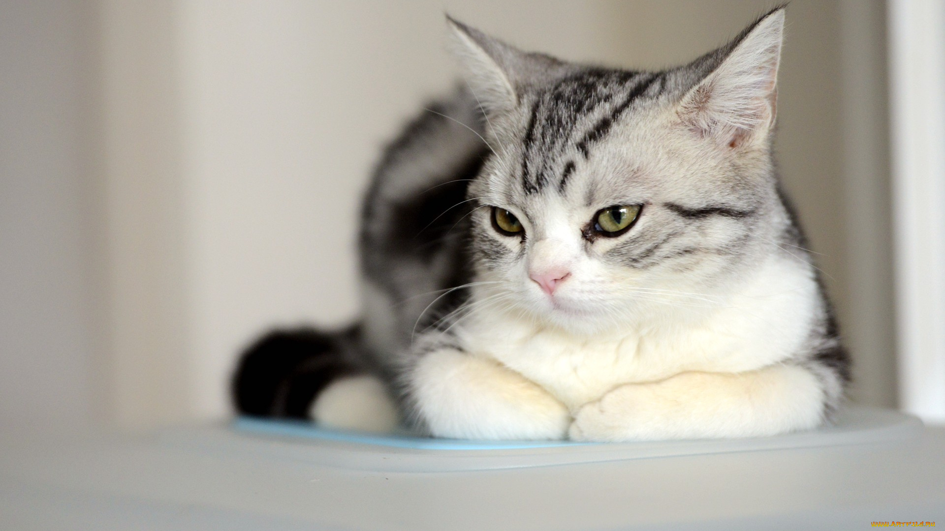 кот, животные, коты