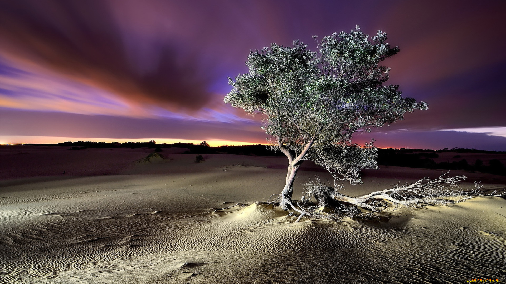 марокко, , пустыня, сахара, природа, пустыни, ночь, пейзаж, барханы, песок, дерево, пустыня, сахара