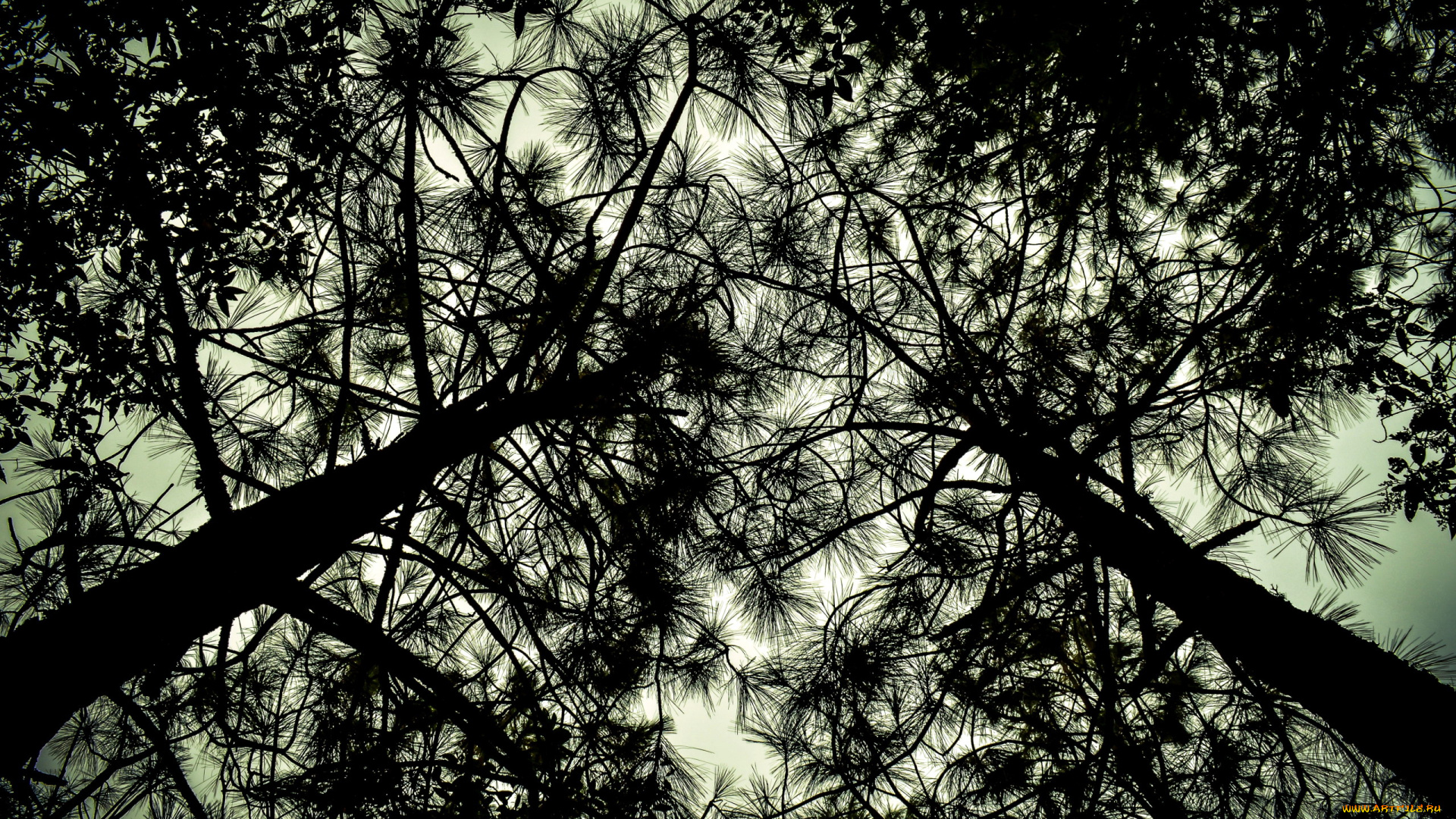 природа, деревья, верхушки