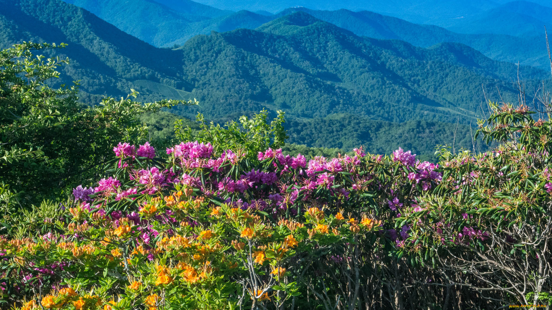 природа, горы, простор