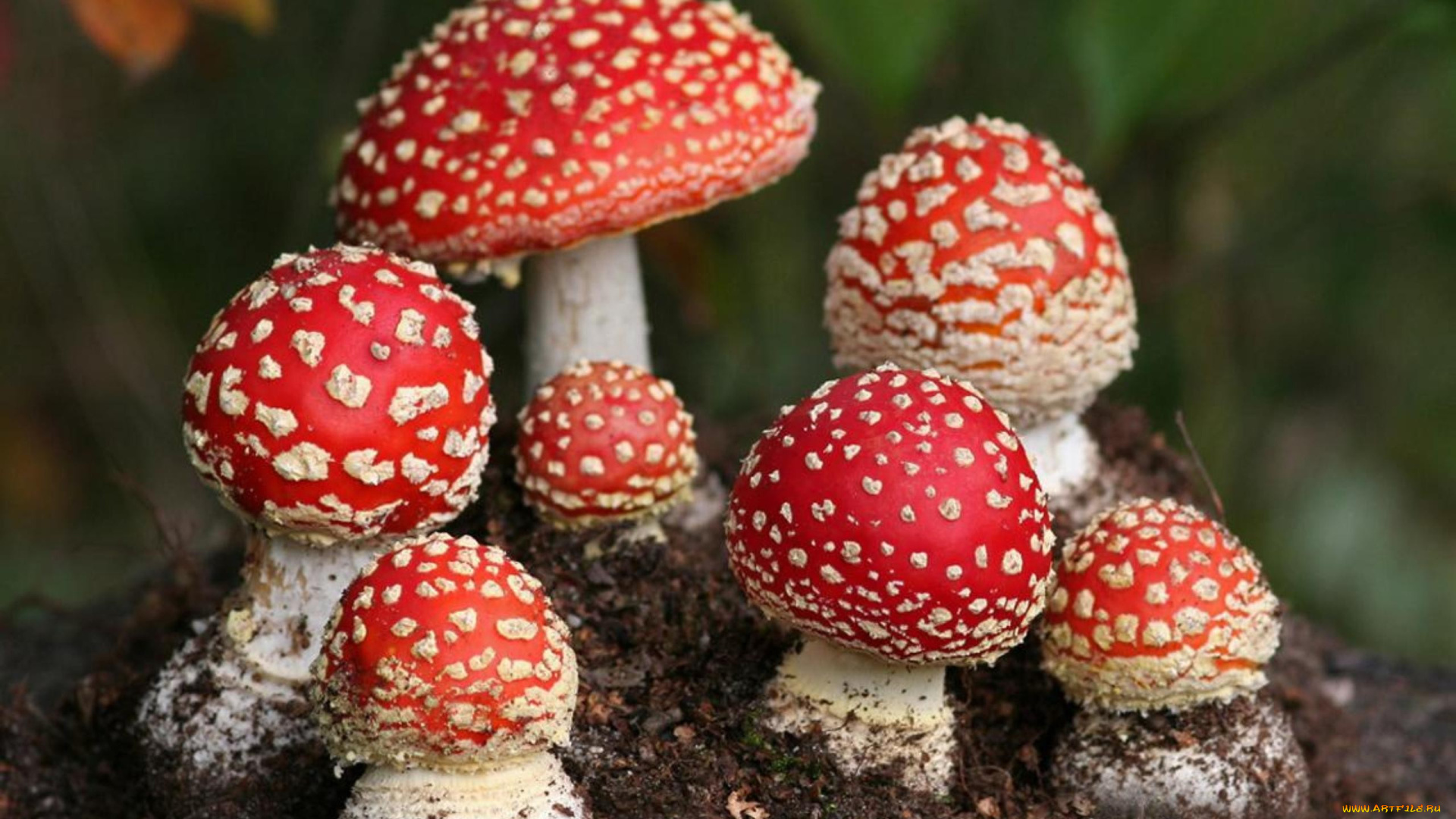 природа, грибы, , мухомор, грибная, семейка