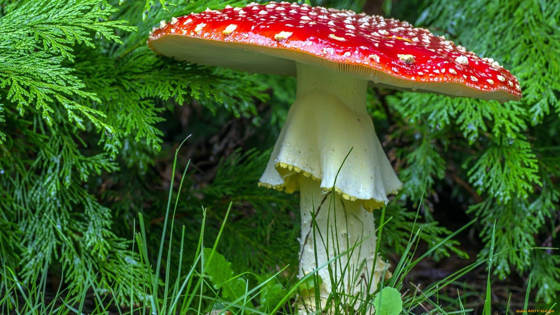 природа, грибы, , мухомор, макро