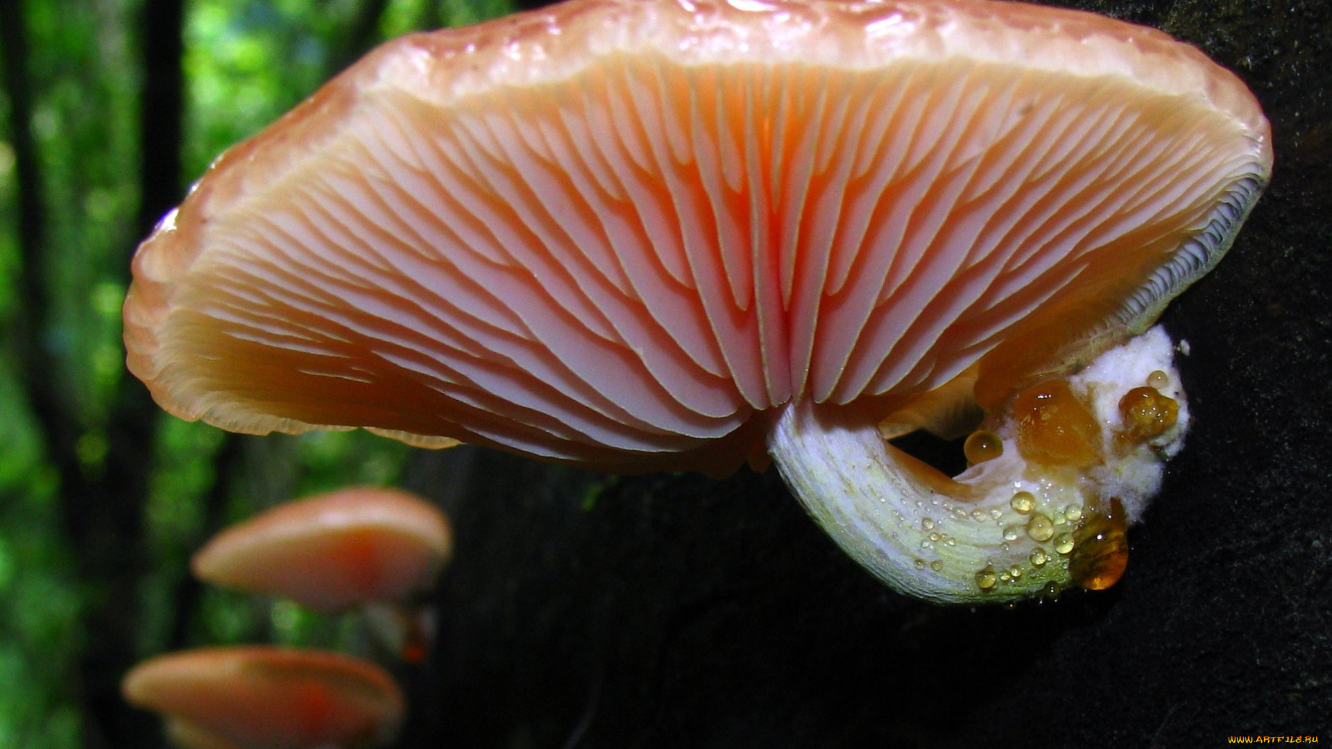 природа, грибы, макро