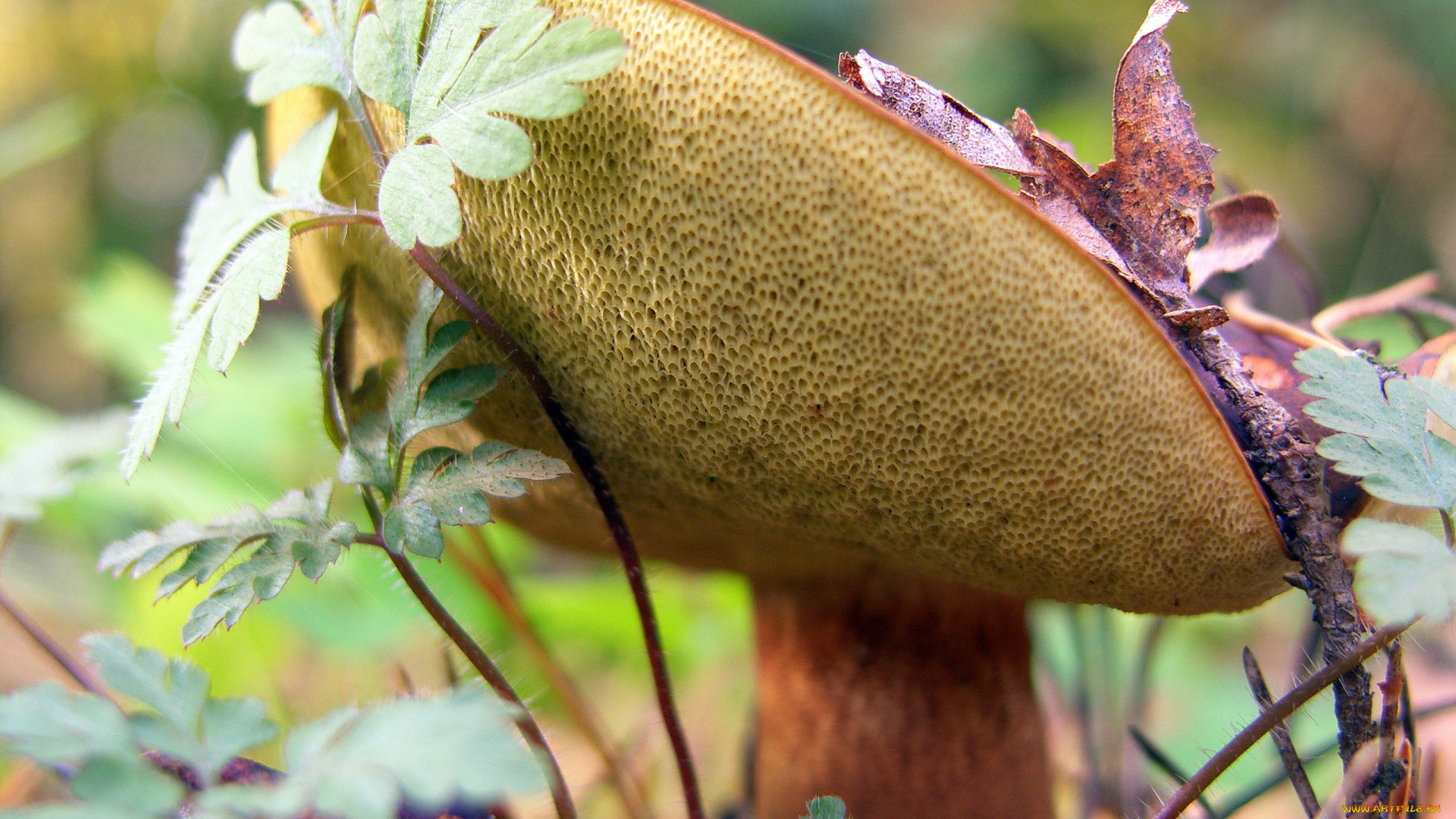 природа, грибы, шляпка