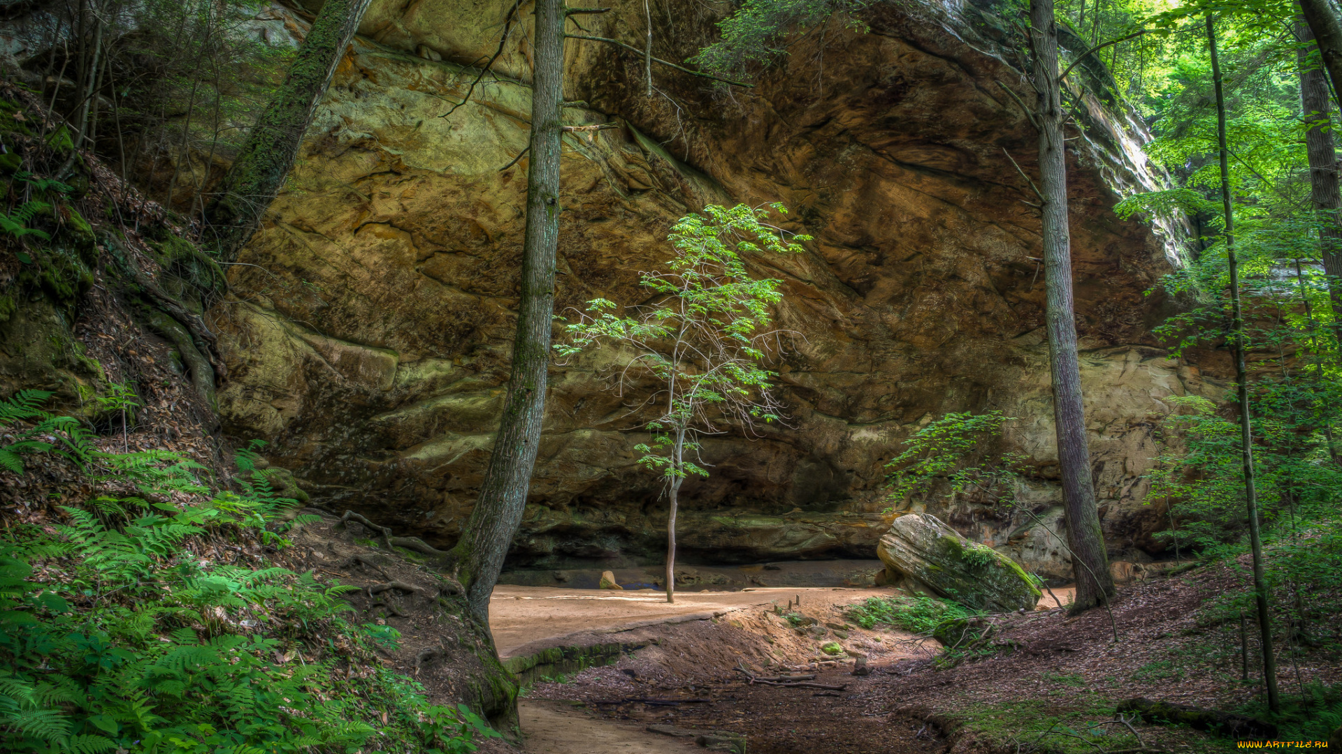 природа, лес, простор