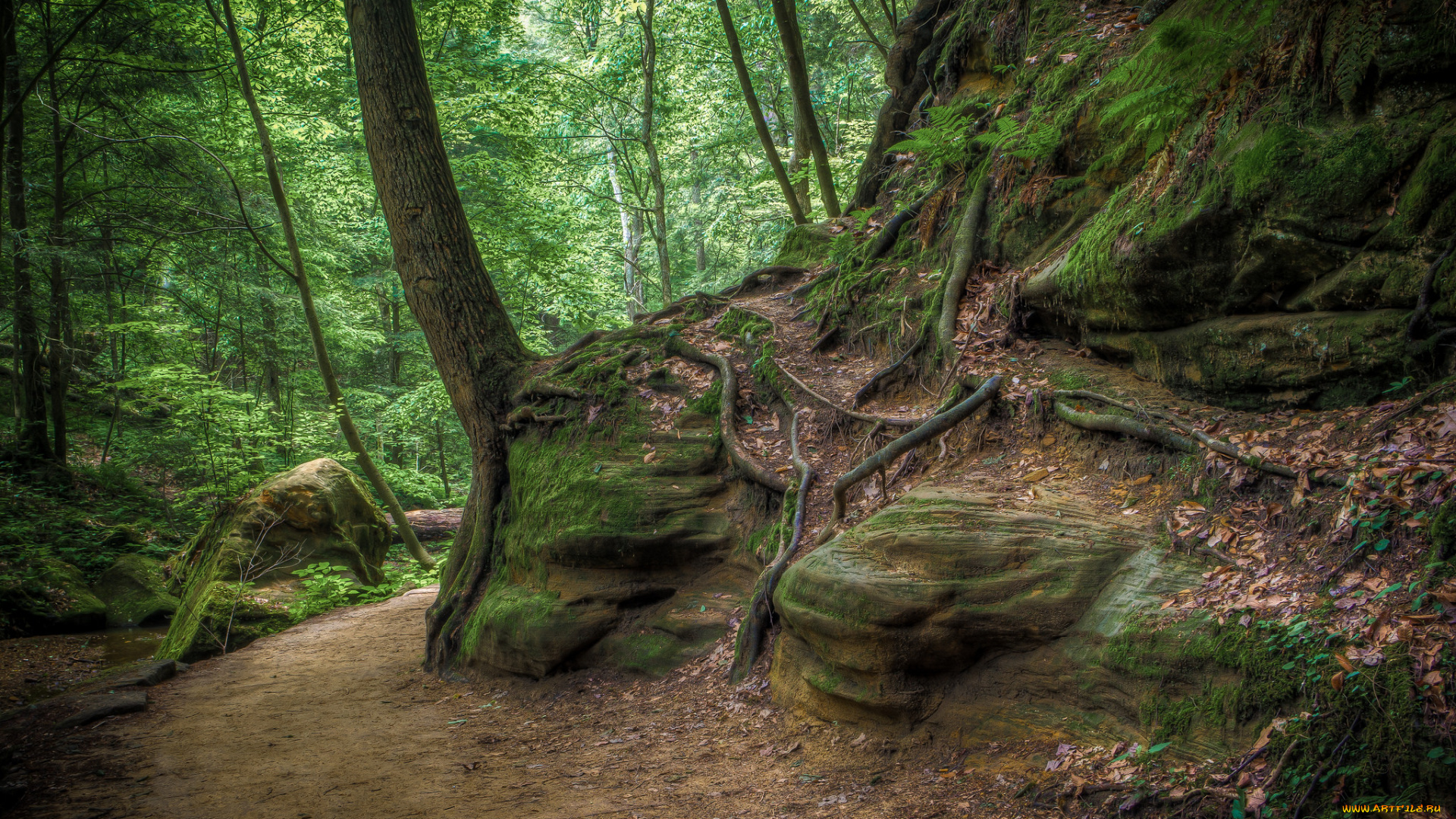 природа, лес, простор