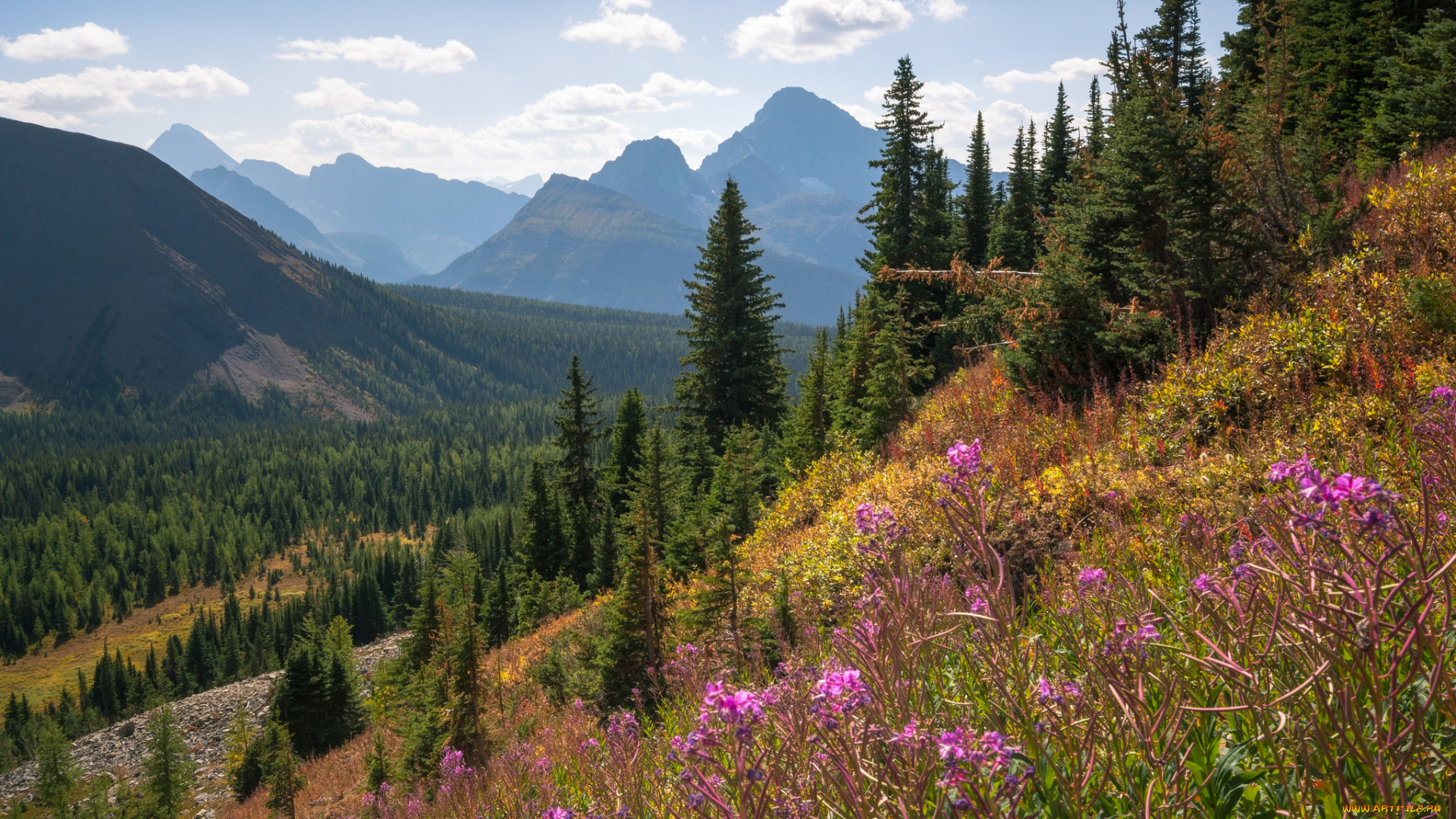 природа, луга, простор