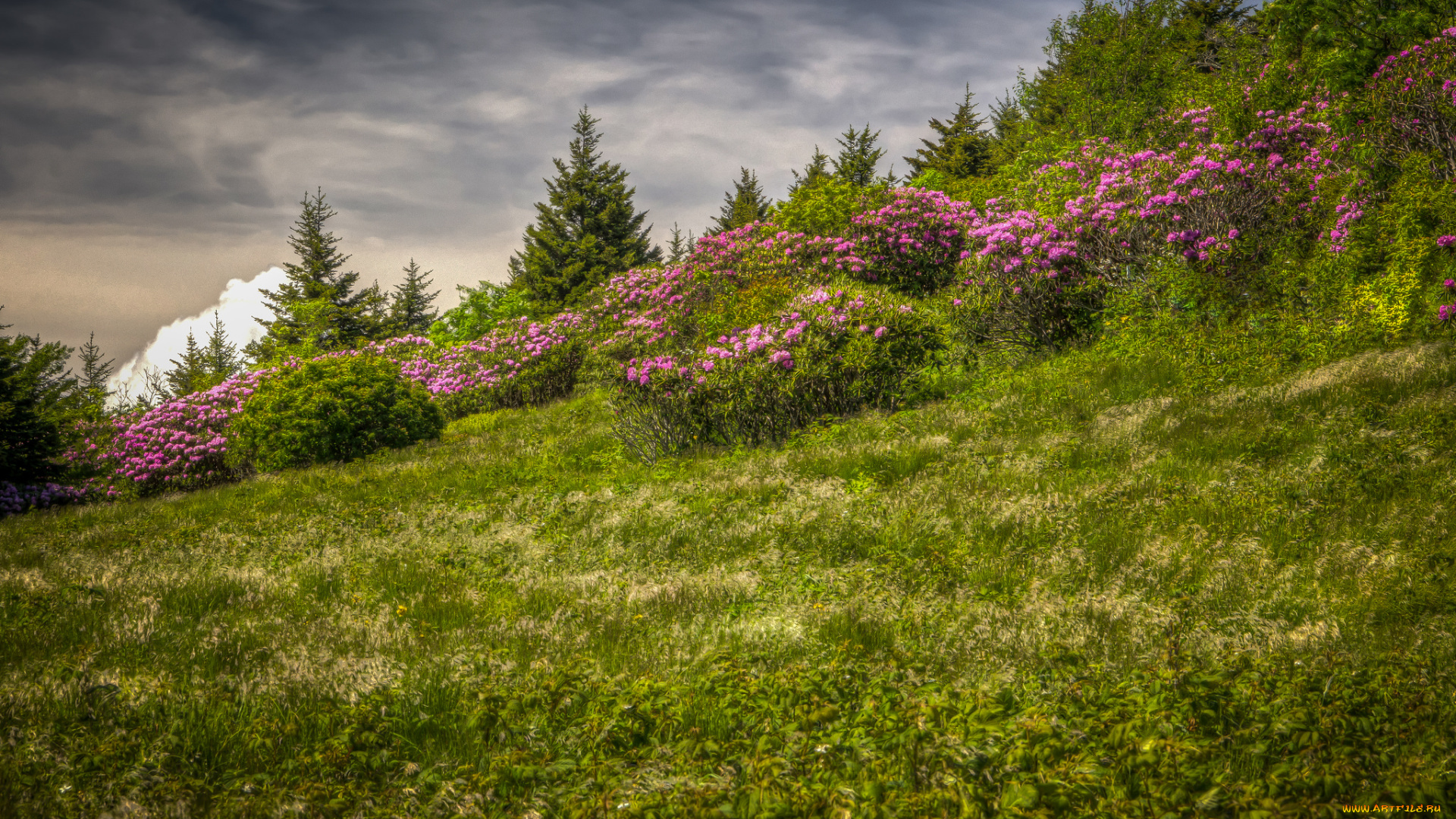 природа, луга, простор