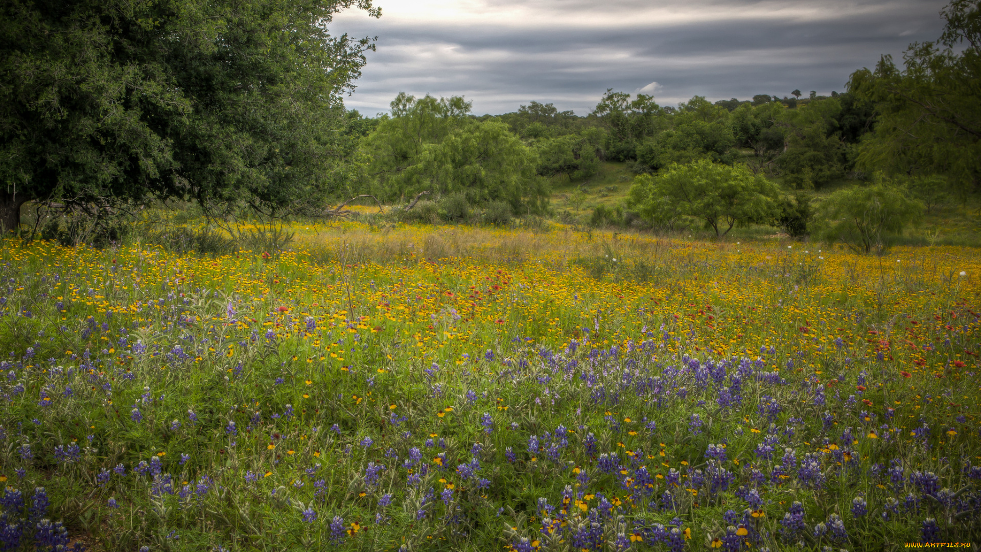 природа, луга, простор