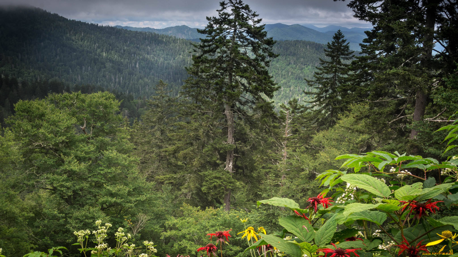 природа, пейзажи, простор