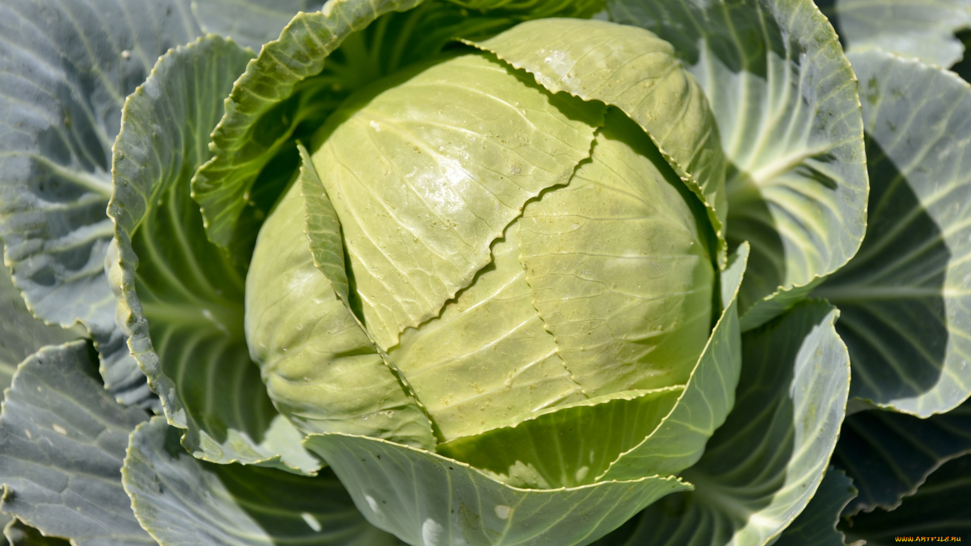 природа, плоды, капуста