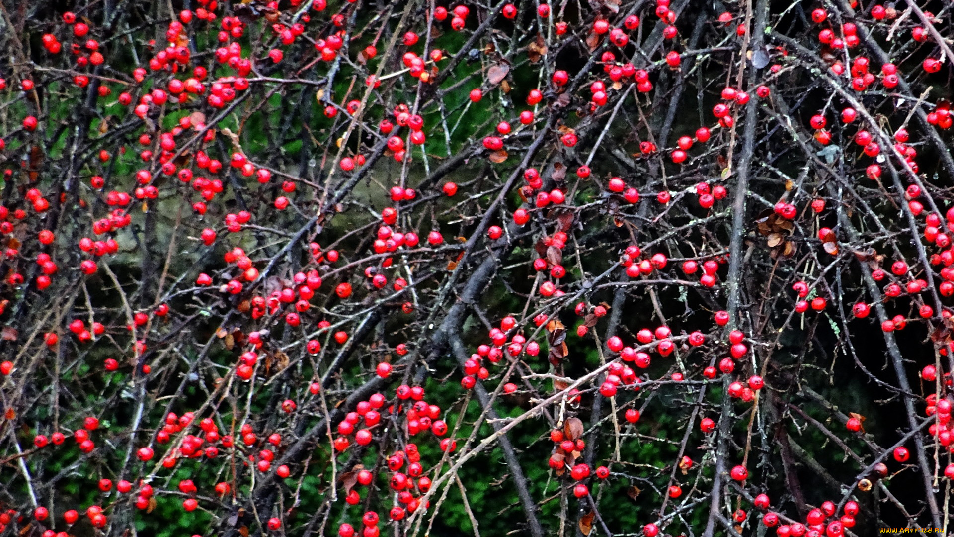 природа, Ягоды, ягоды, куст, ветки