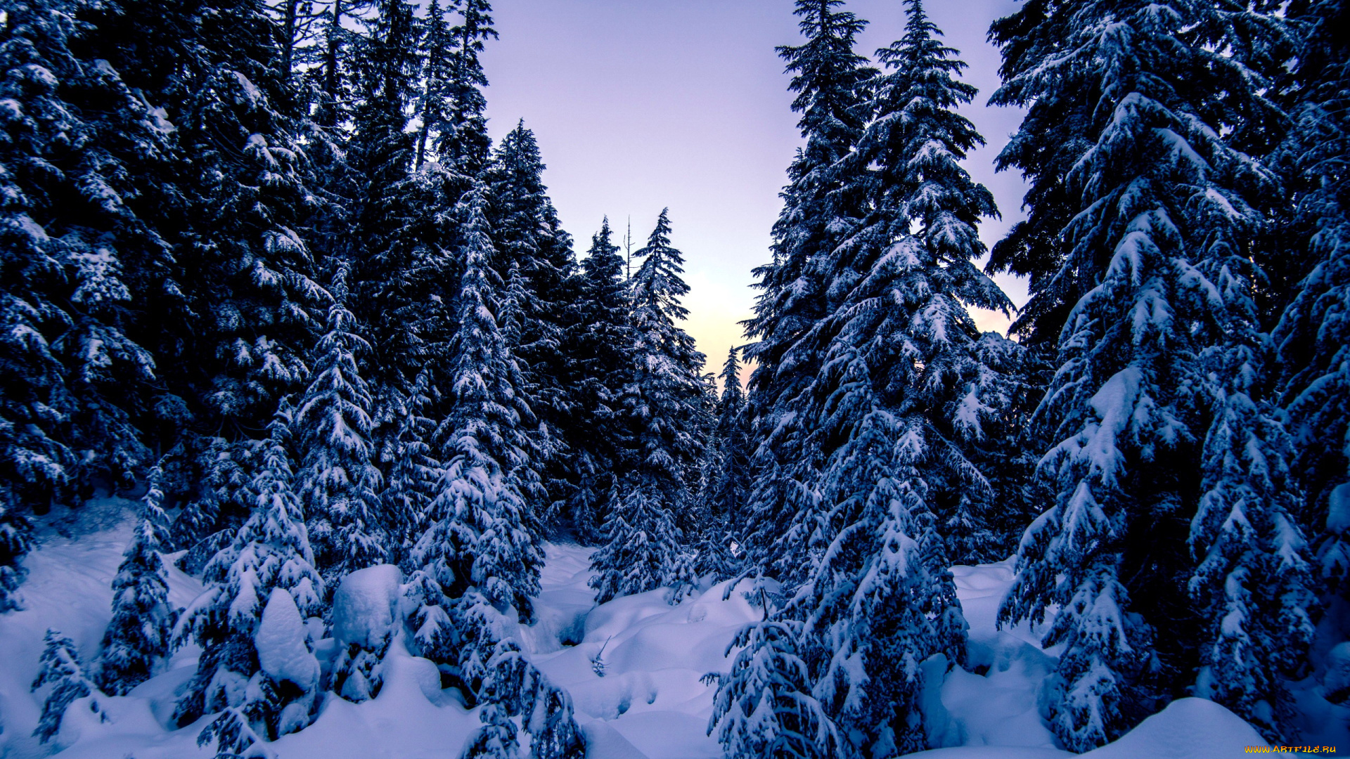 природа, зима, снег, елки, сугробы