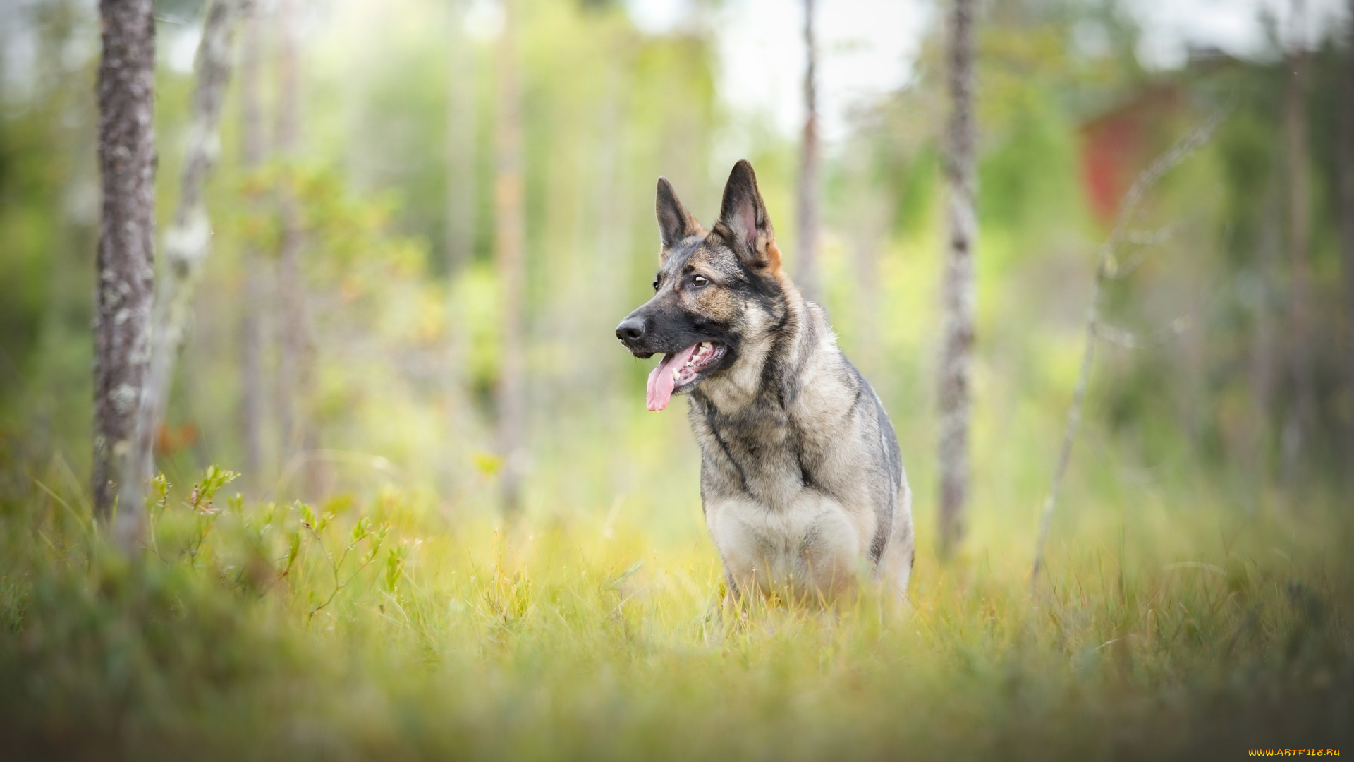 собака, животные, собаки