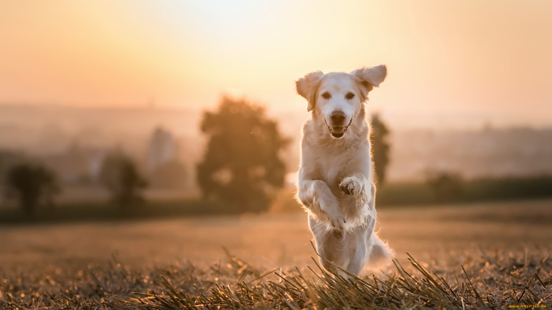 собака, животные, собаки
