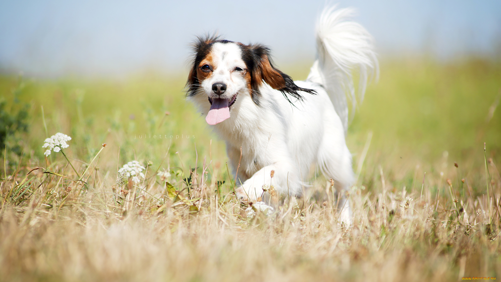 собака, животные, собаки