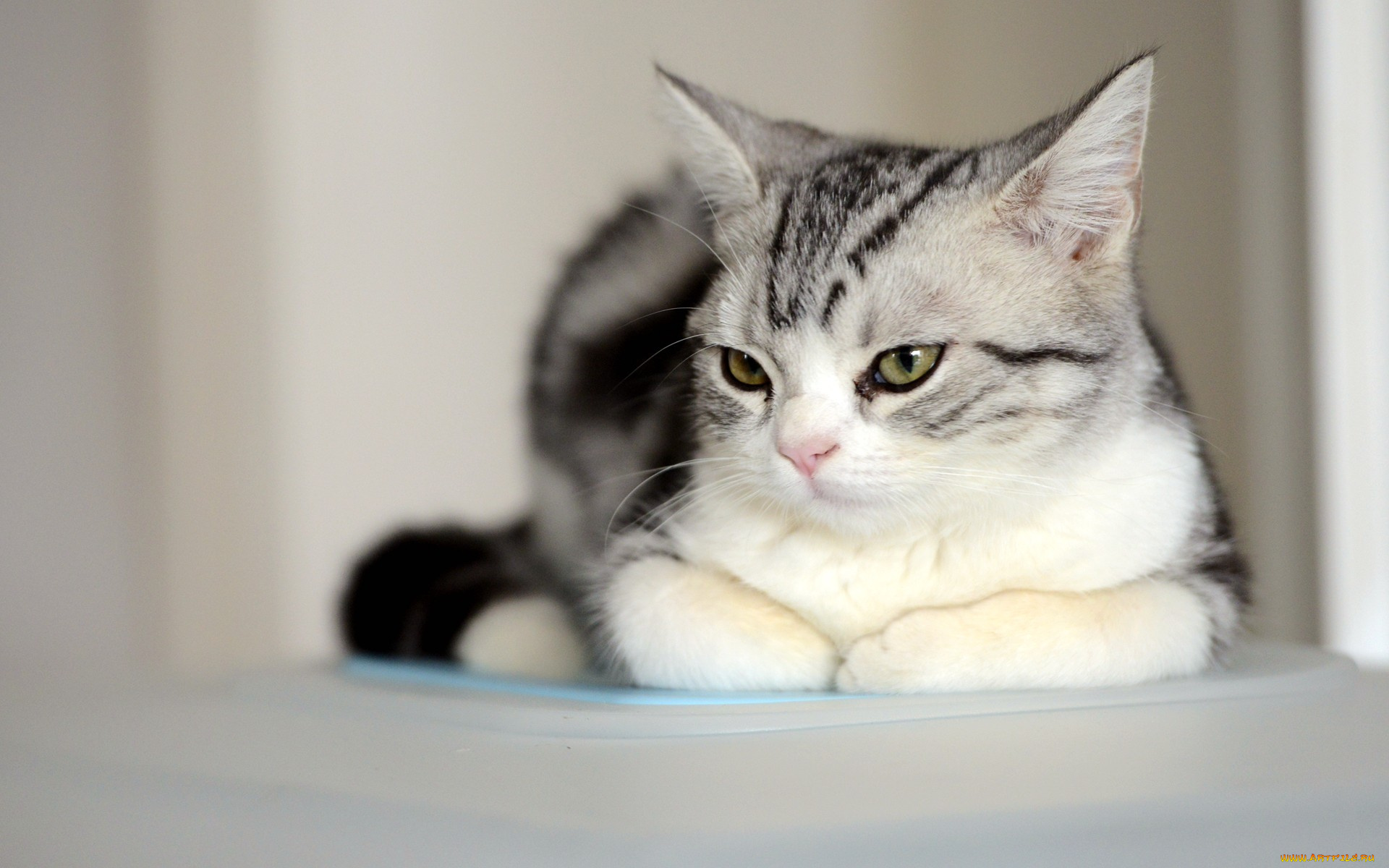 кот, животные, коты