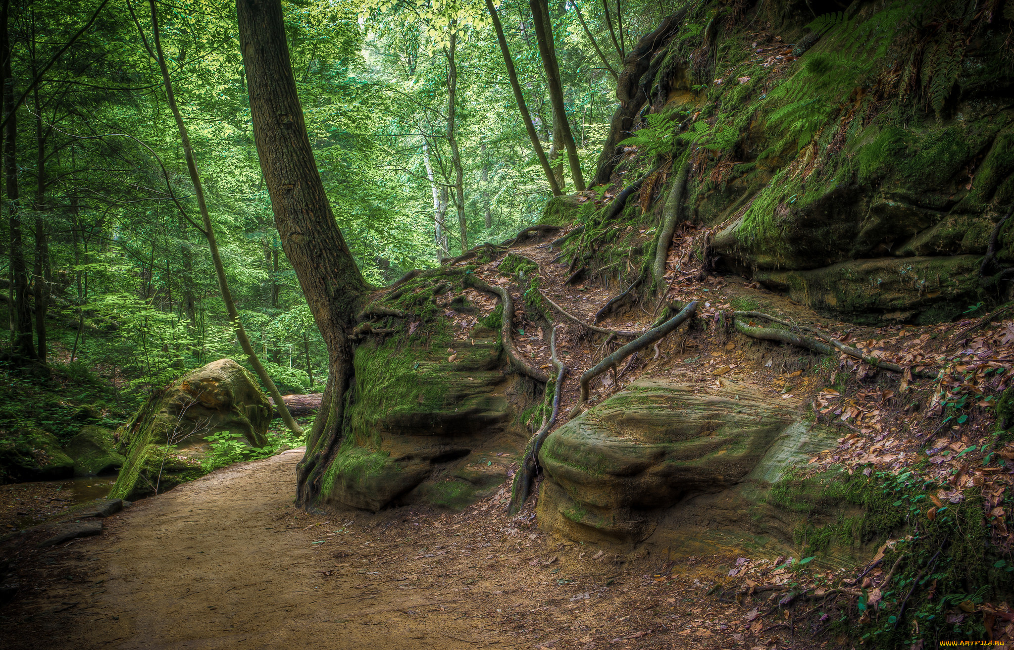 природа, лес, простор