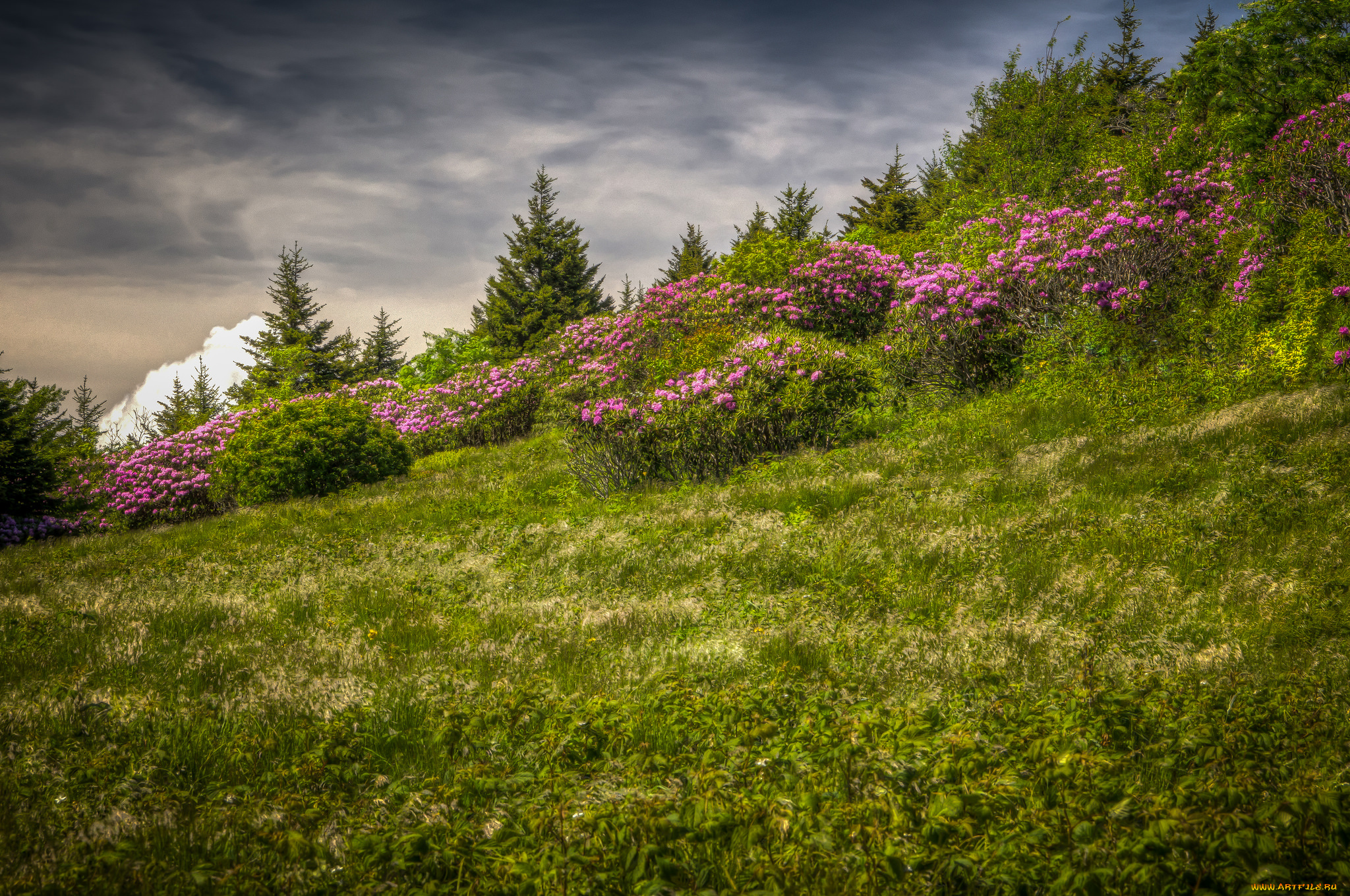 природа, луга, простор