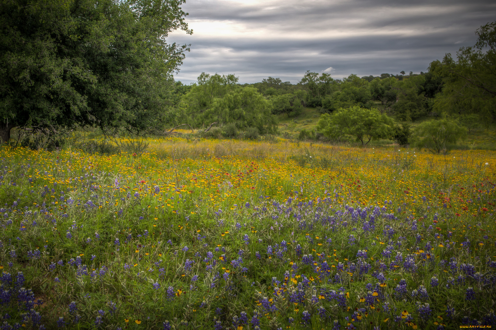 природа, луга, простор