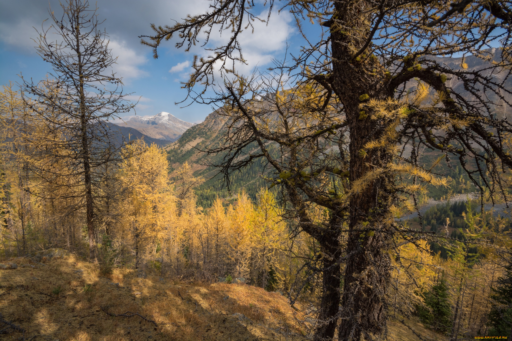 природа, лес, простор