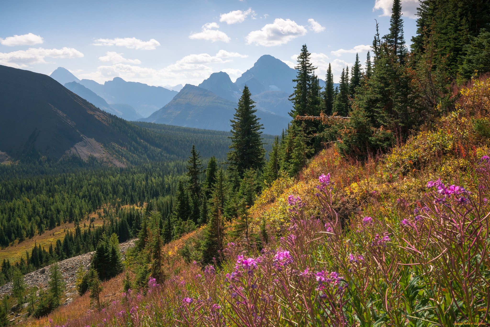 природа, луга, простор