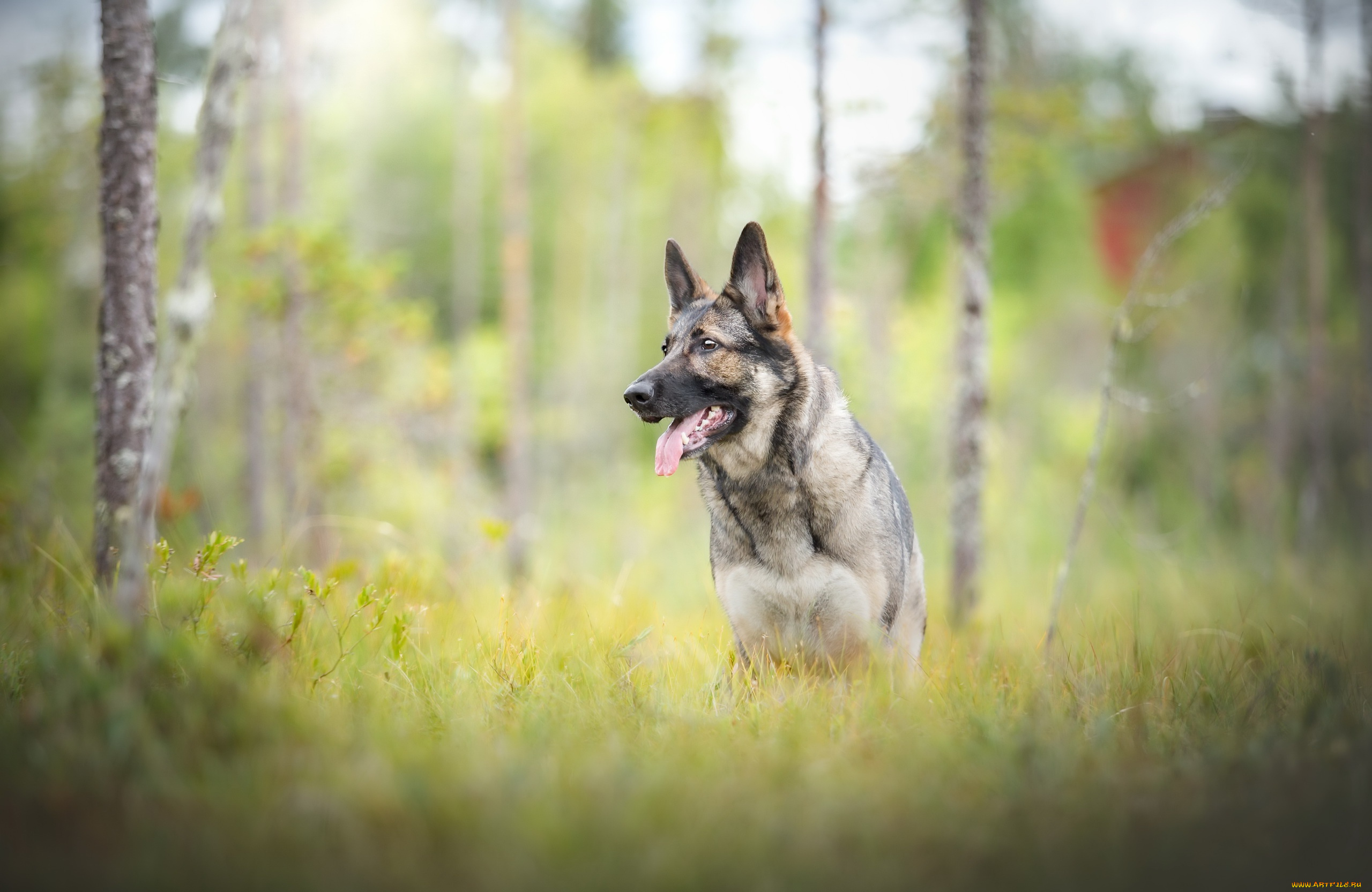 собака, животные, собаки