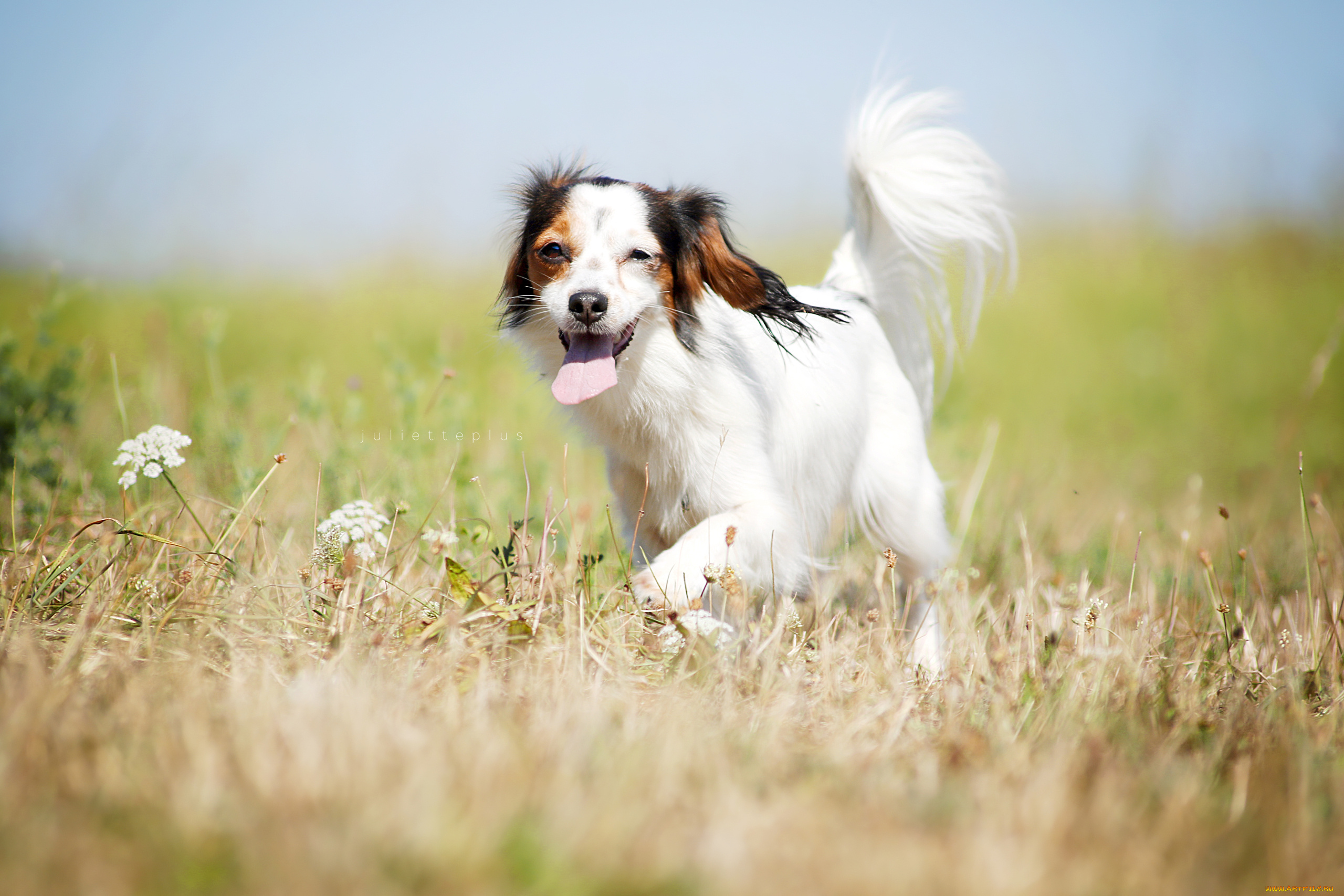 собака, животные, собаки