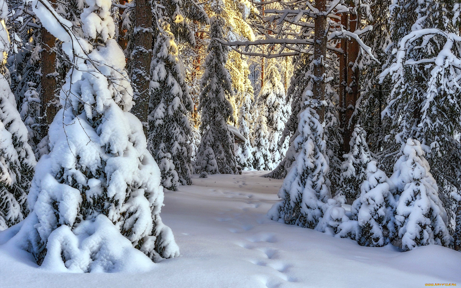 природа, зима, снег, сугробы