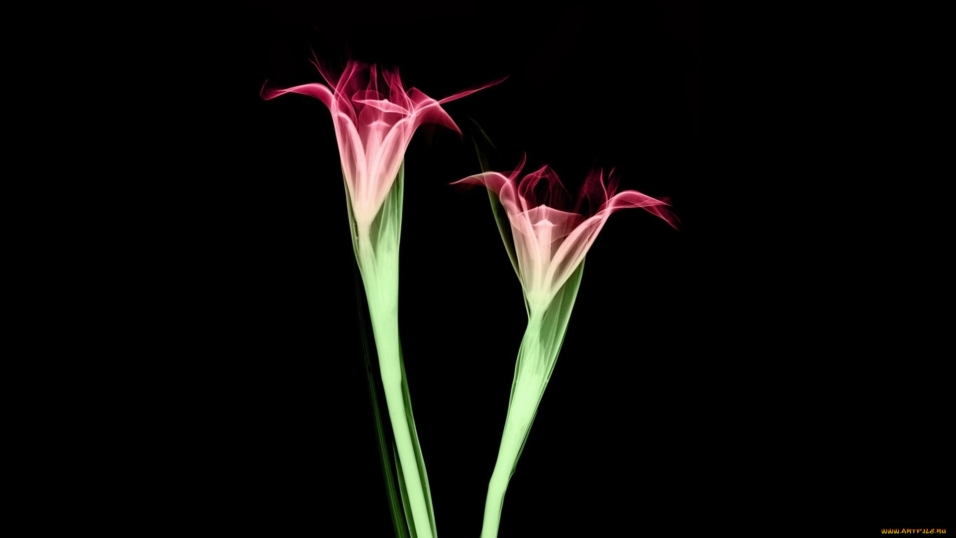 разное, кости, , рентген, цветы