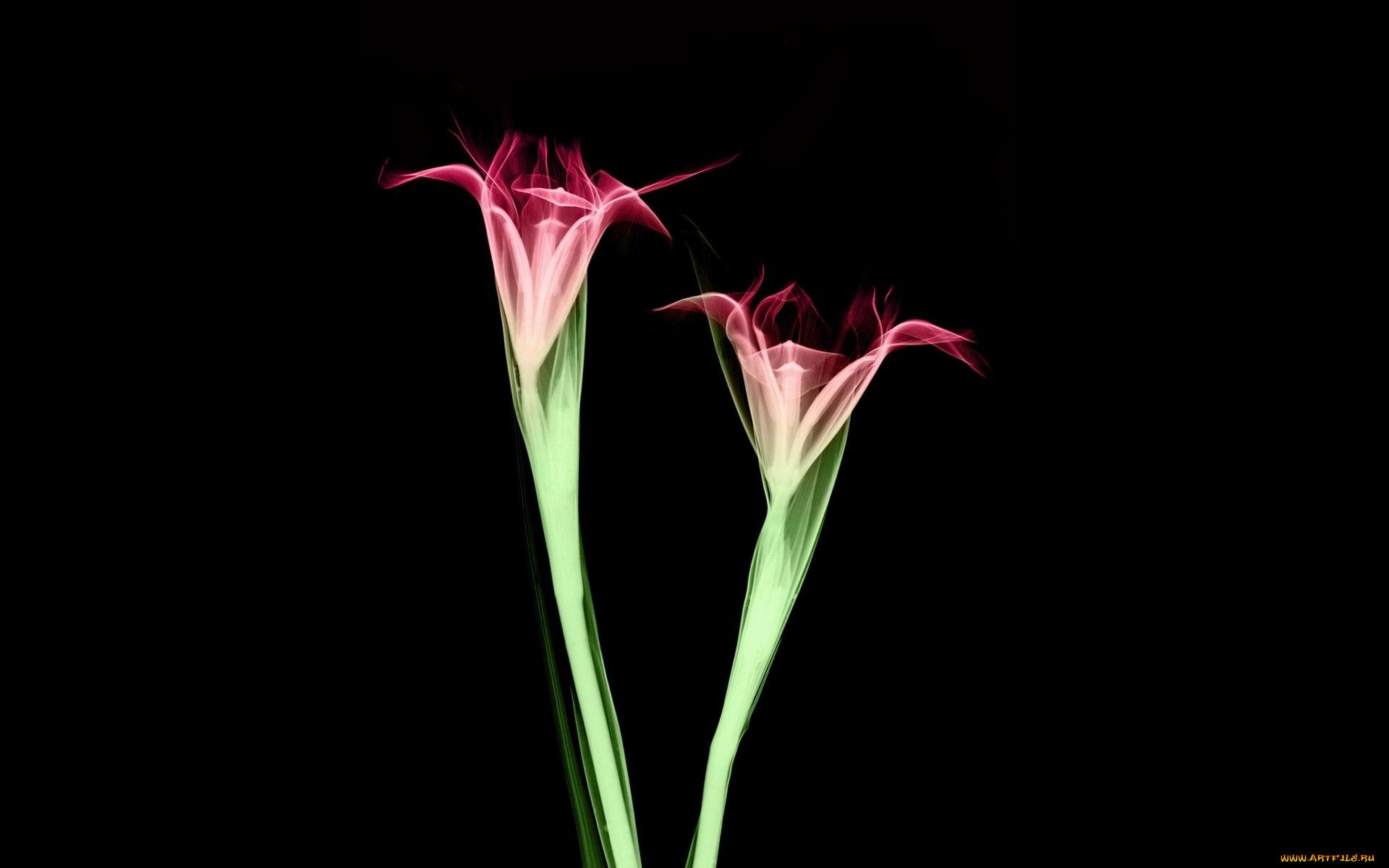 разное, кости, , рентген, цветы