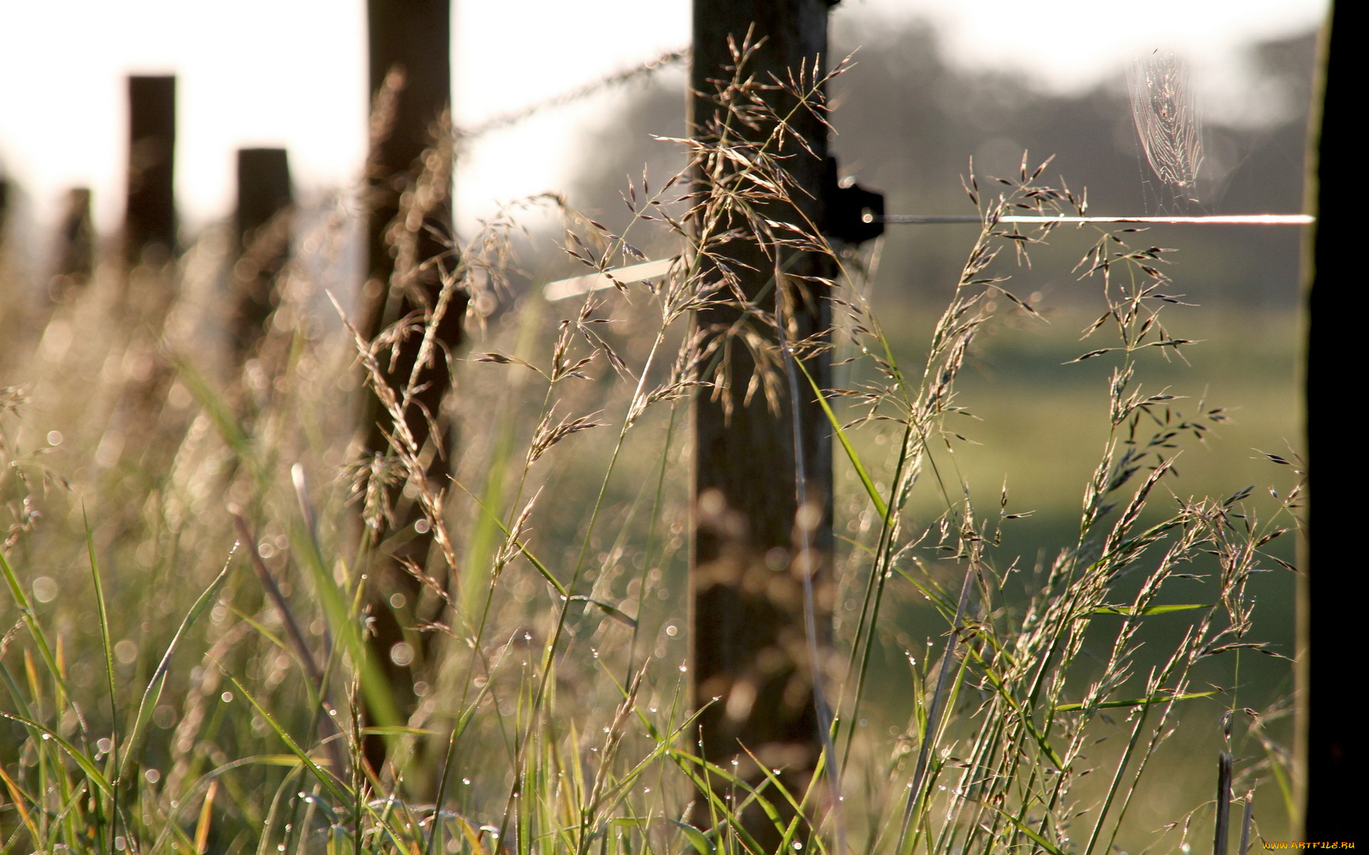 природа, луга, трава, залор