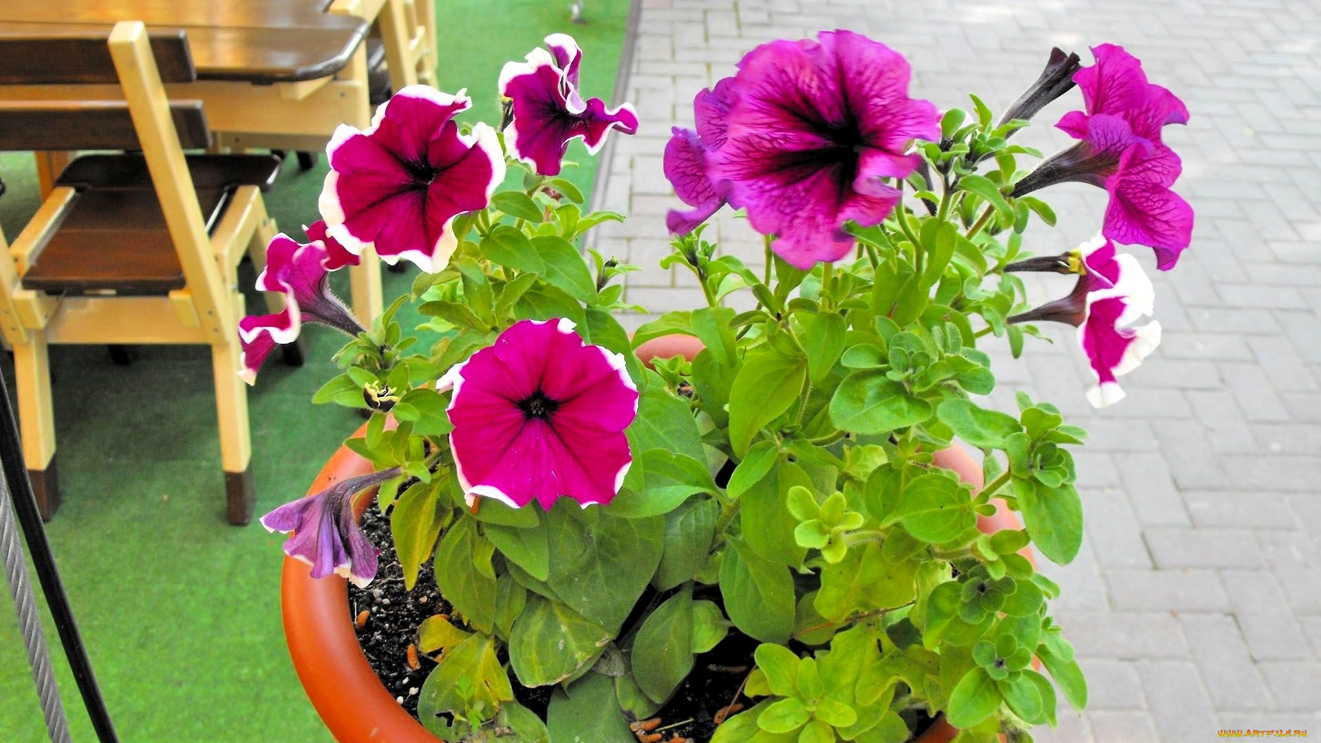 цветы, петунии, , калибрахоа, розовые, горшок