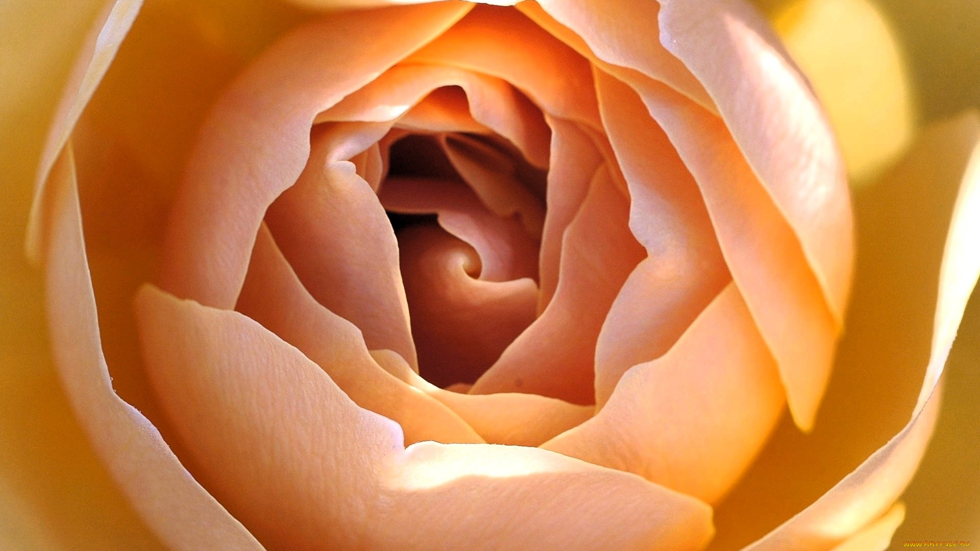 цветы, розы, сердцевина