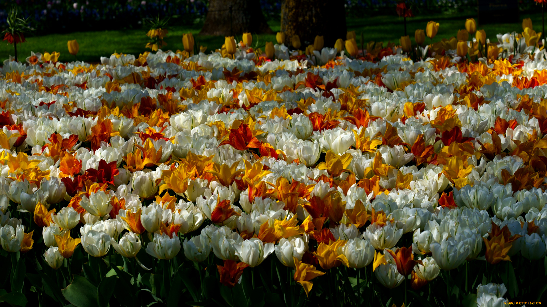 цветы, тюльпаны