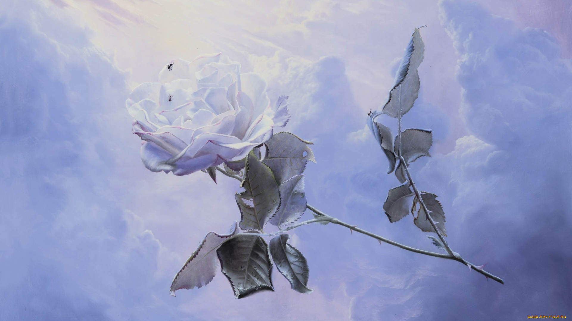 небесный, путь, рисованное, алексей, антонов, роза, цветок, голубая, облака