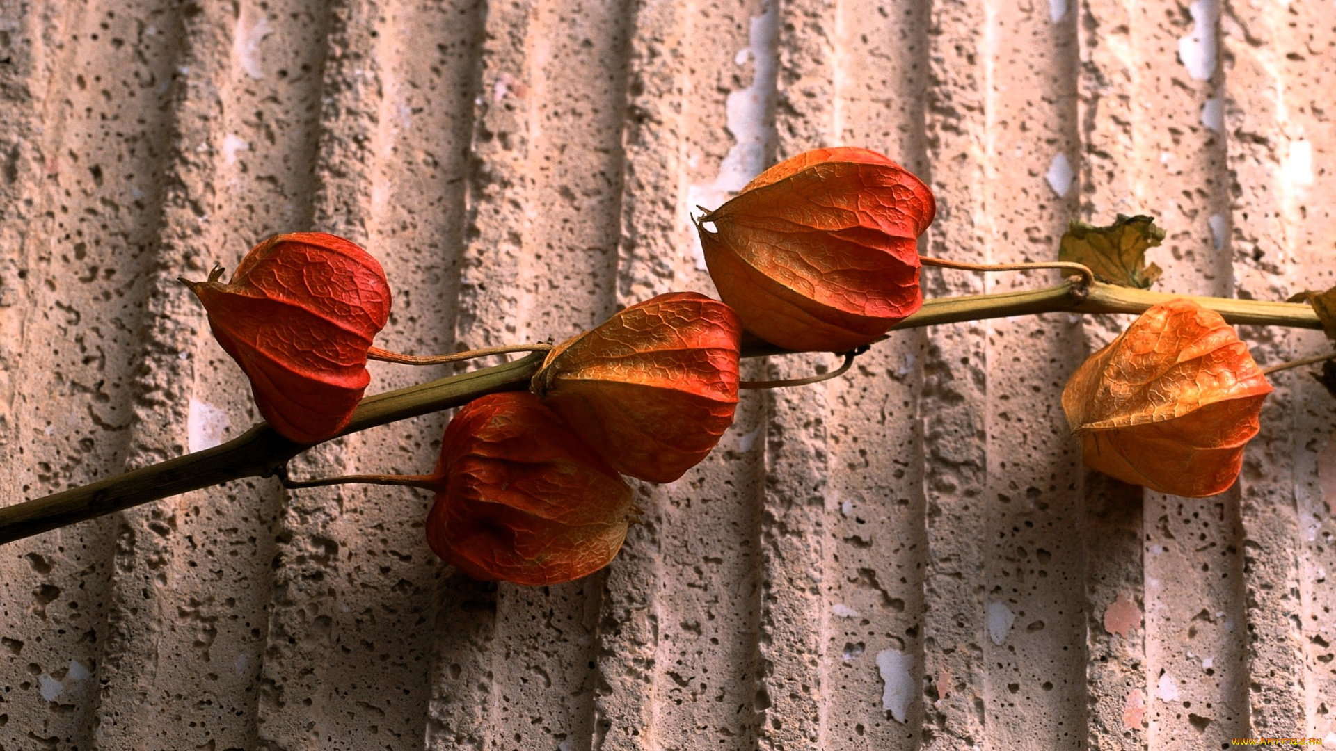 природа, плоды, стебель, коробочки, физалис