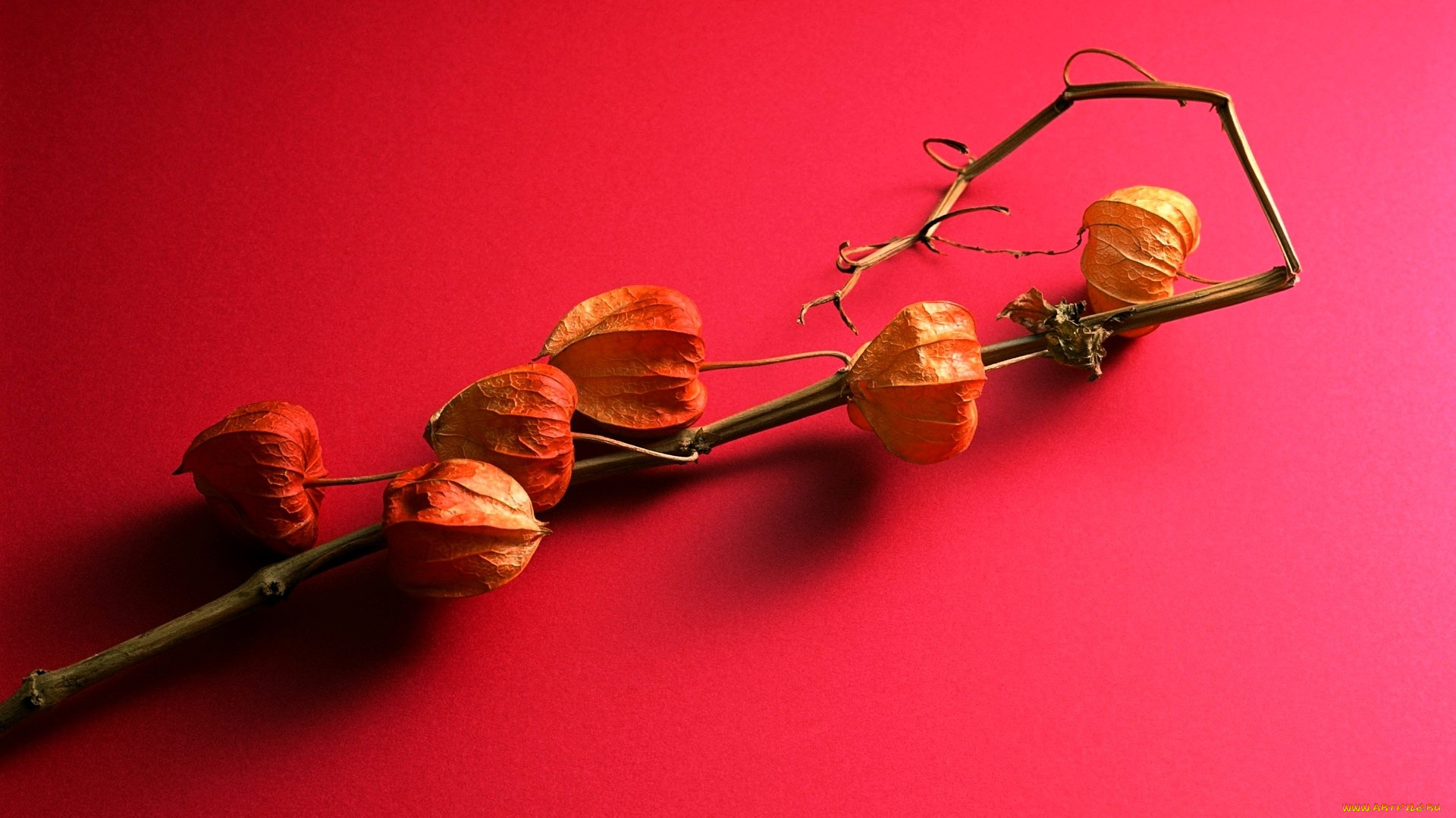 природа, плоды, стебель, коробочки, физалис