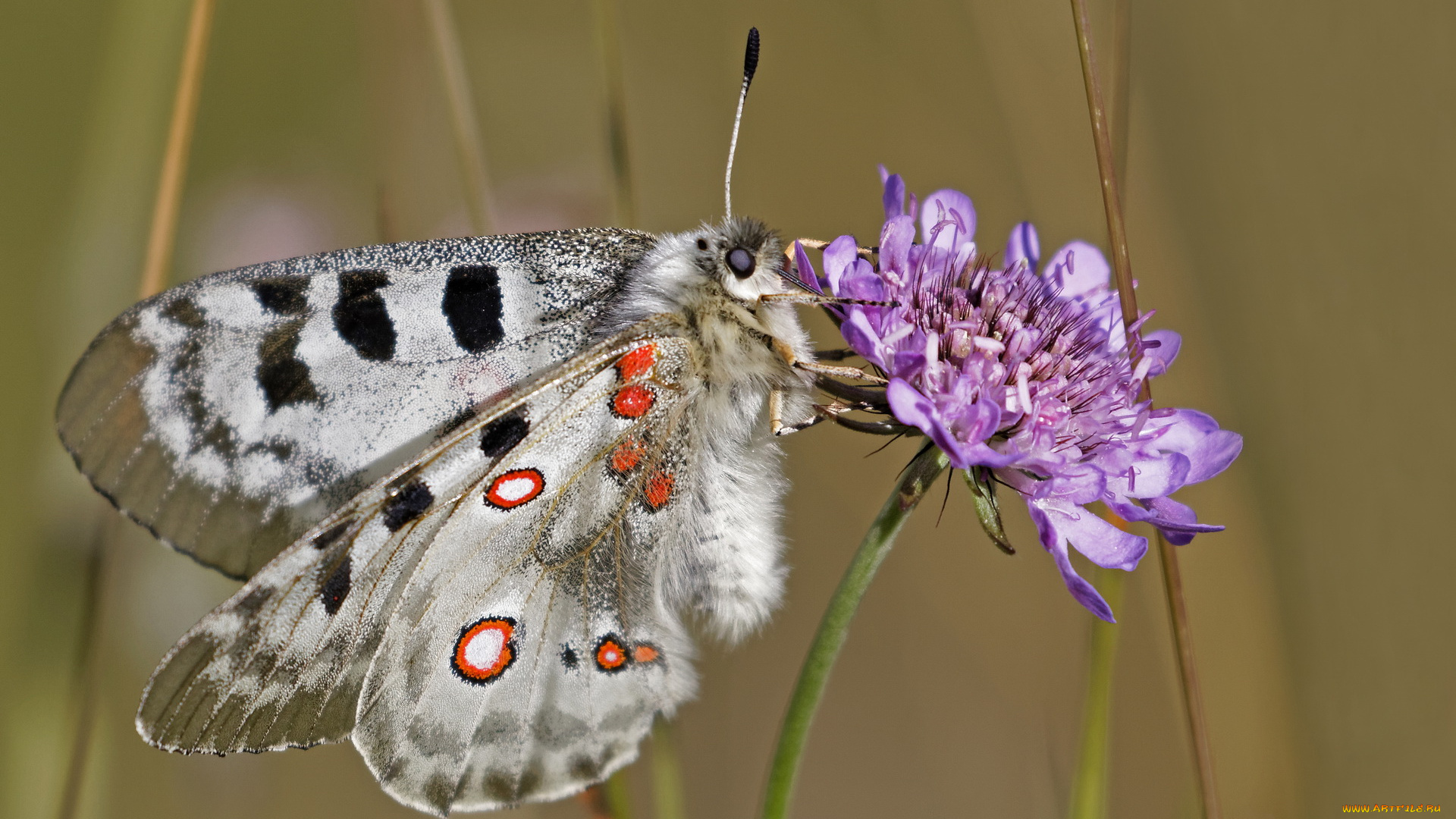 животные, бабочки, , мотыльки, , моли, бабочка