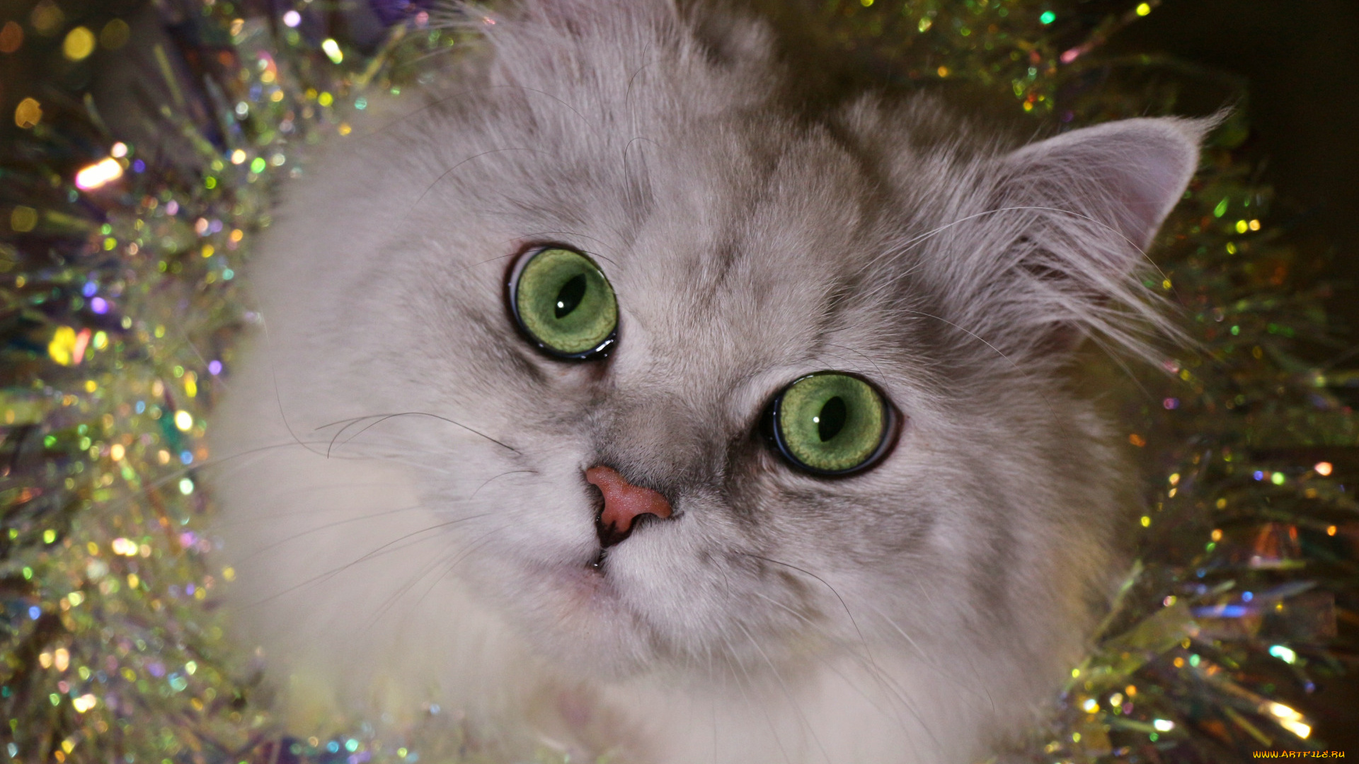 животные, коты, кот