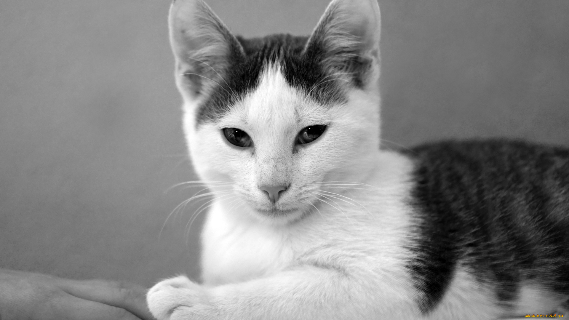 животные, коты, кот, кошка