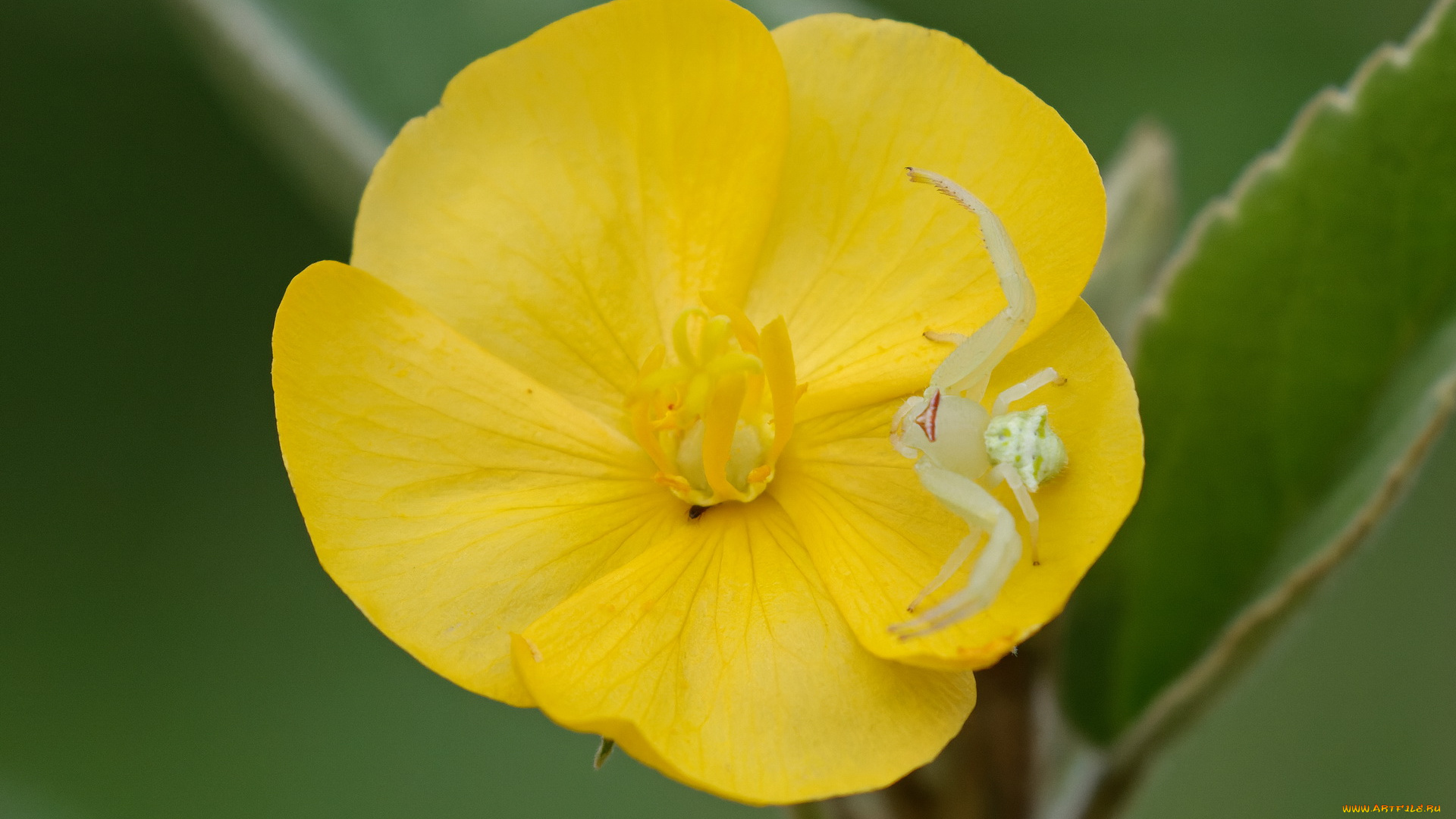 животные, пауки, паук