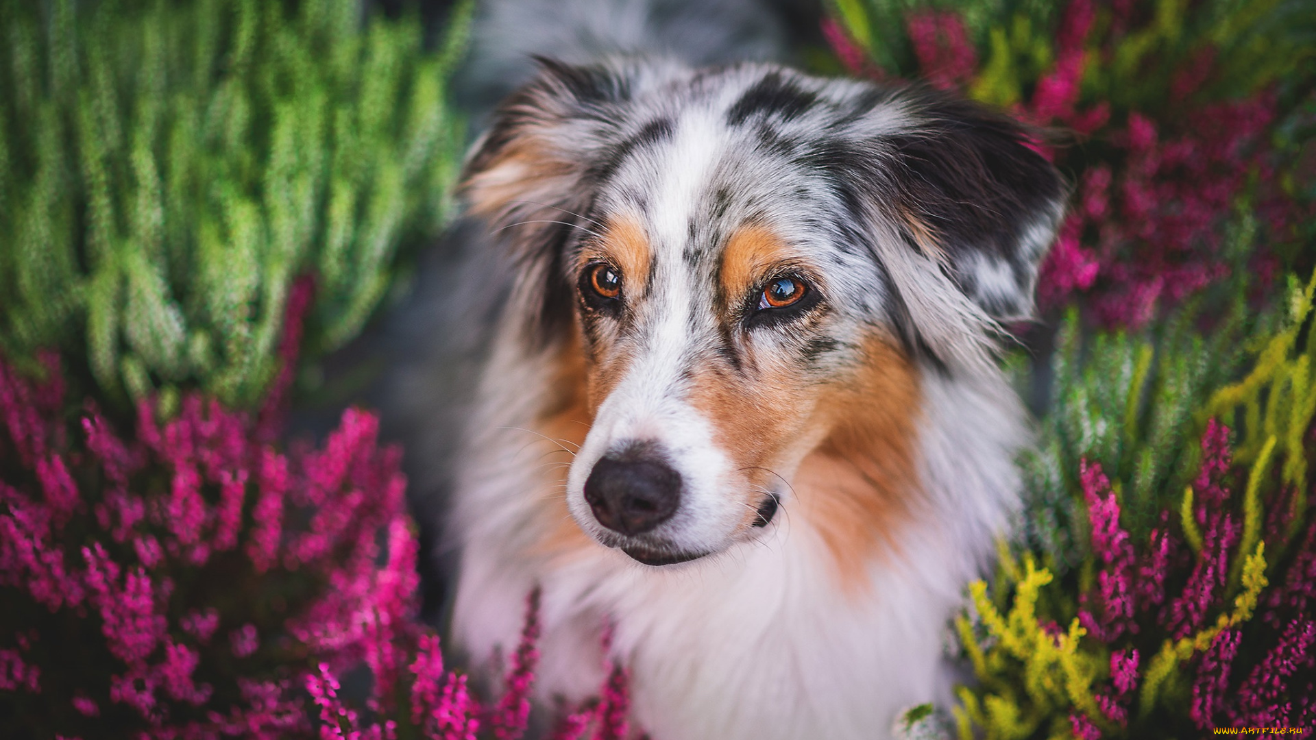 животные, собаки, собака