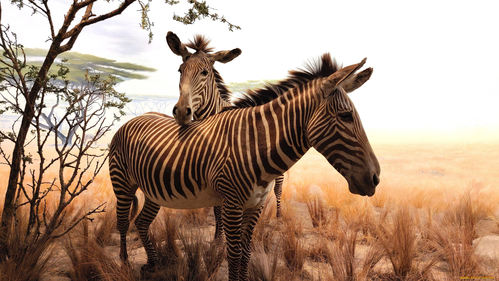 животные, зебры