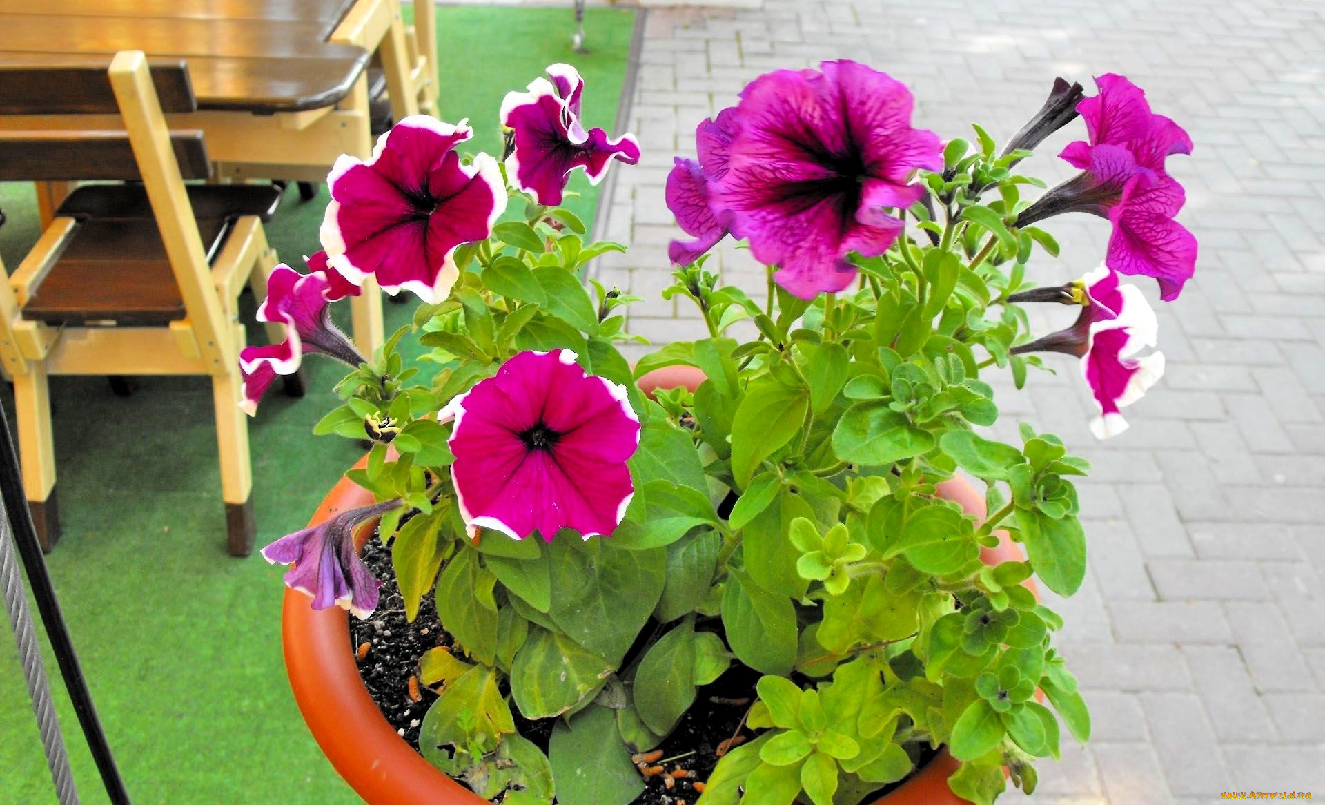 цветы, петунии, , калибрахоа, розовые, горшок