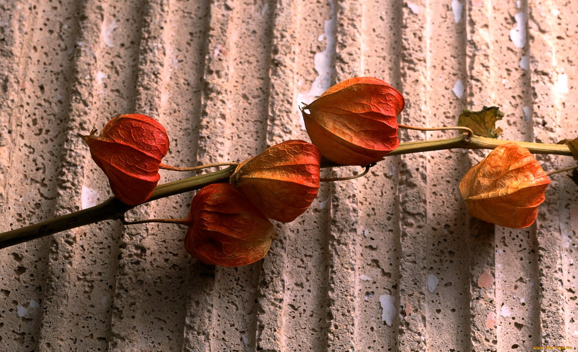 природа, плоды, стебель, коробочки, физалис