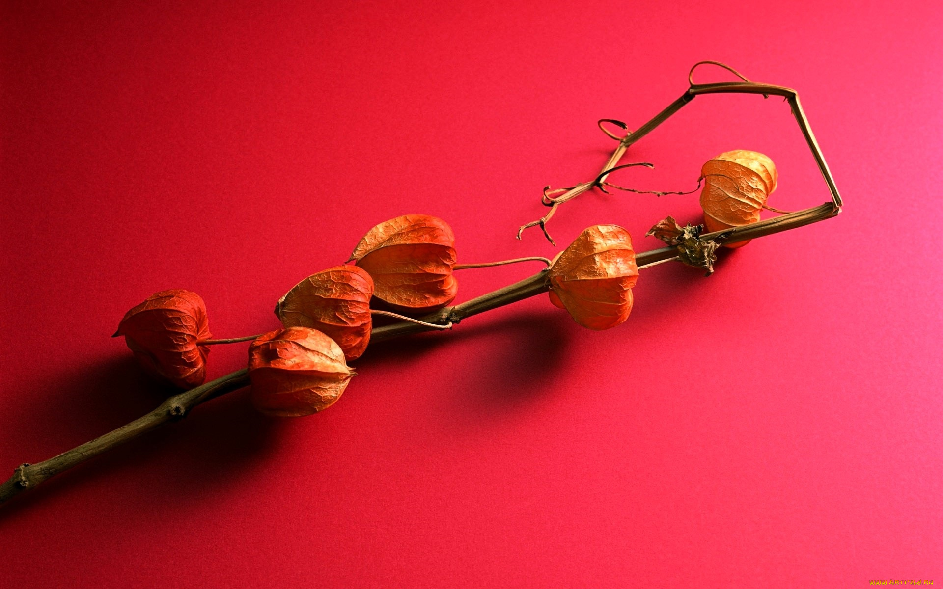 природа, плоды, стебель, коробочки, физалис