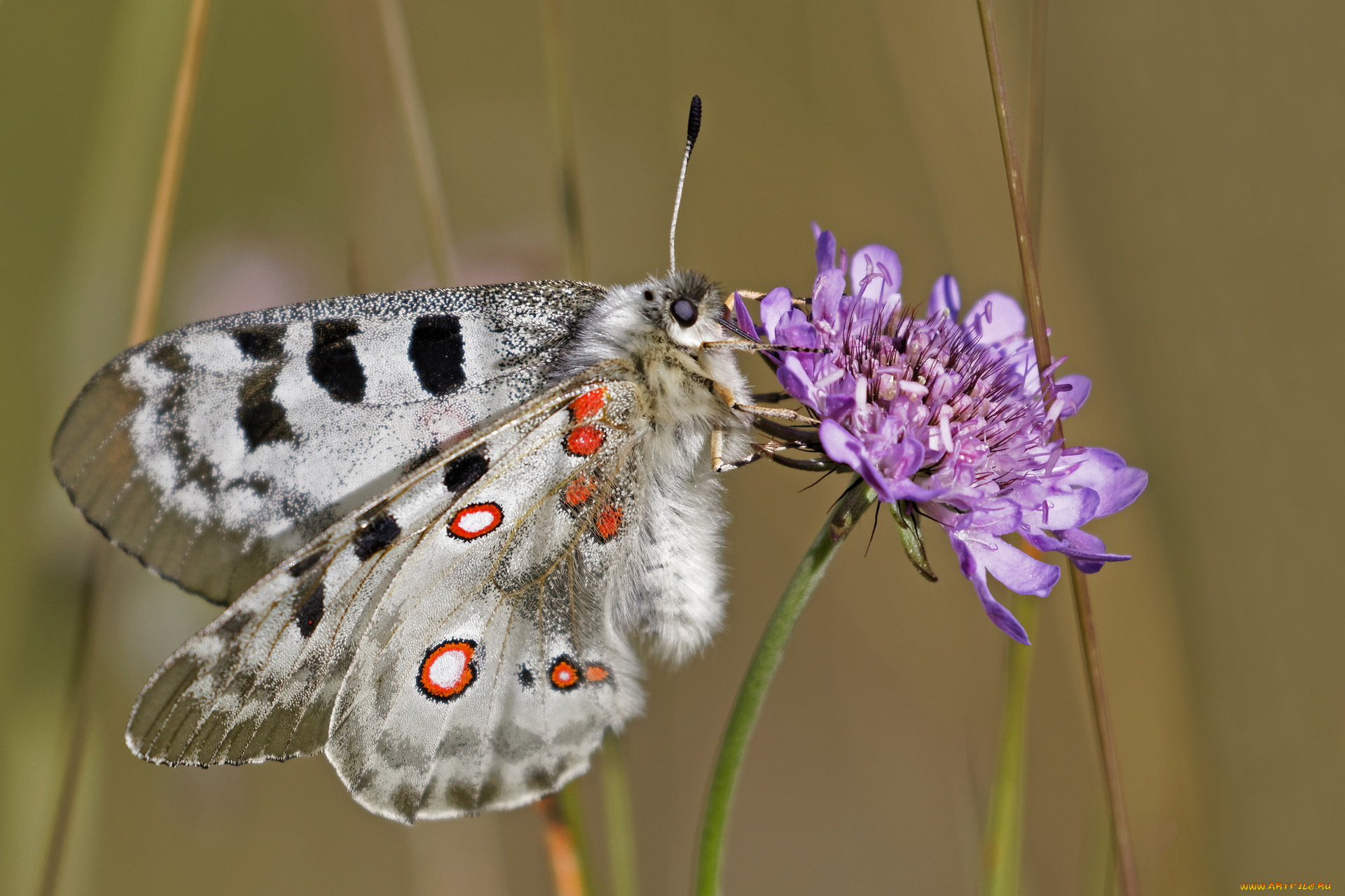 животные, бабочки, , мотыльки, , моли, бабочка